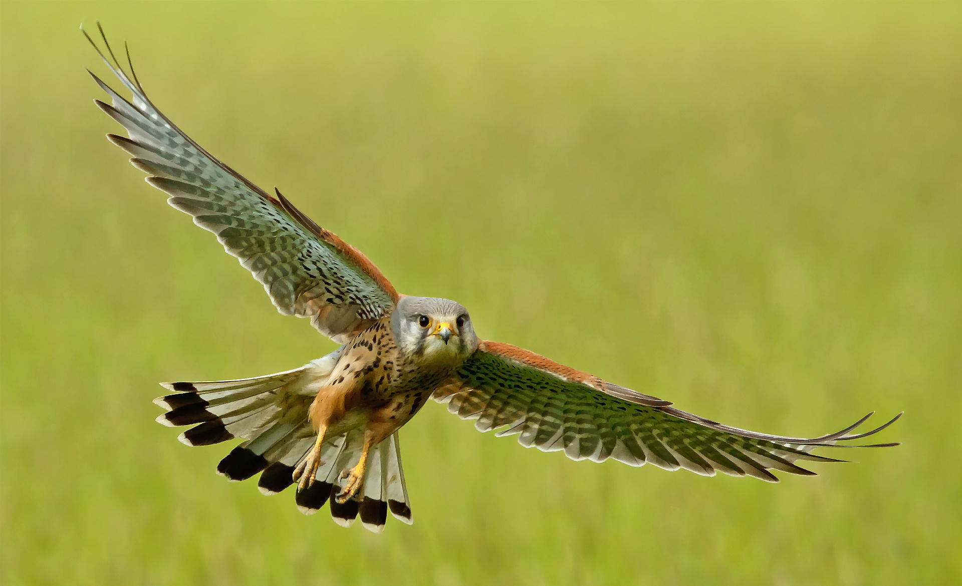 Kestrel 1920x1170