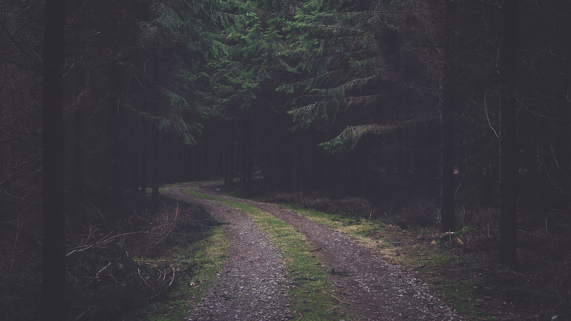 Forest Dirt Road Pine Trees Faded Pine Cones Forest Road Nature 1920x1080