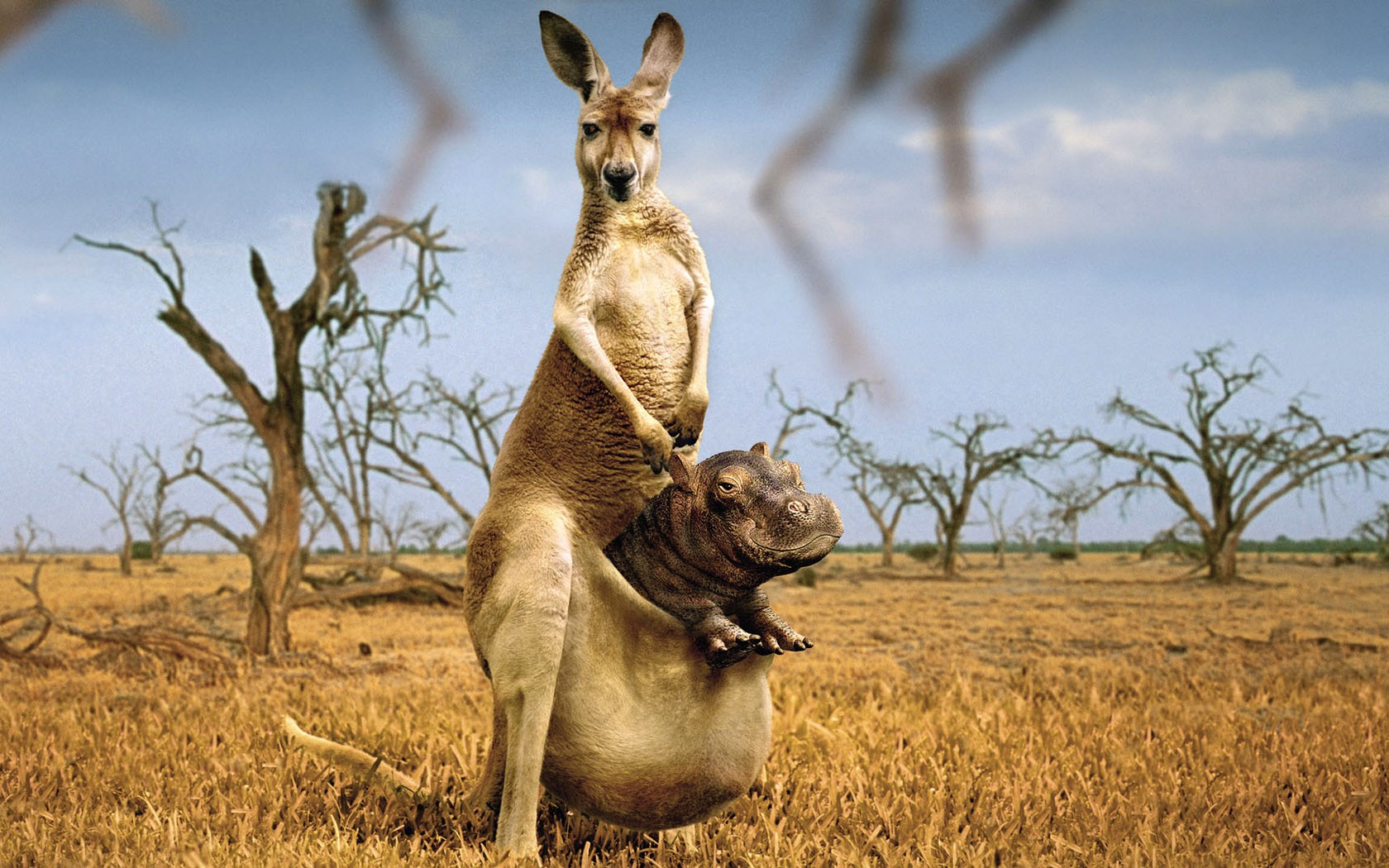 Kangaroos Hippos Platinum Conception Wallpapers Photoshop 1680x1050