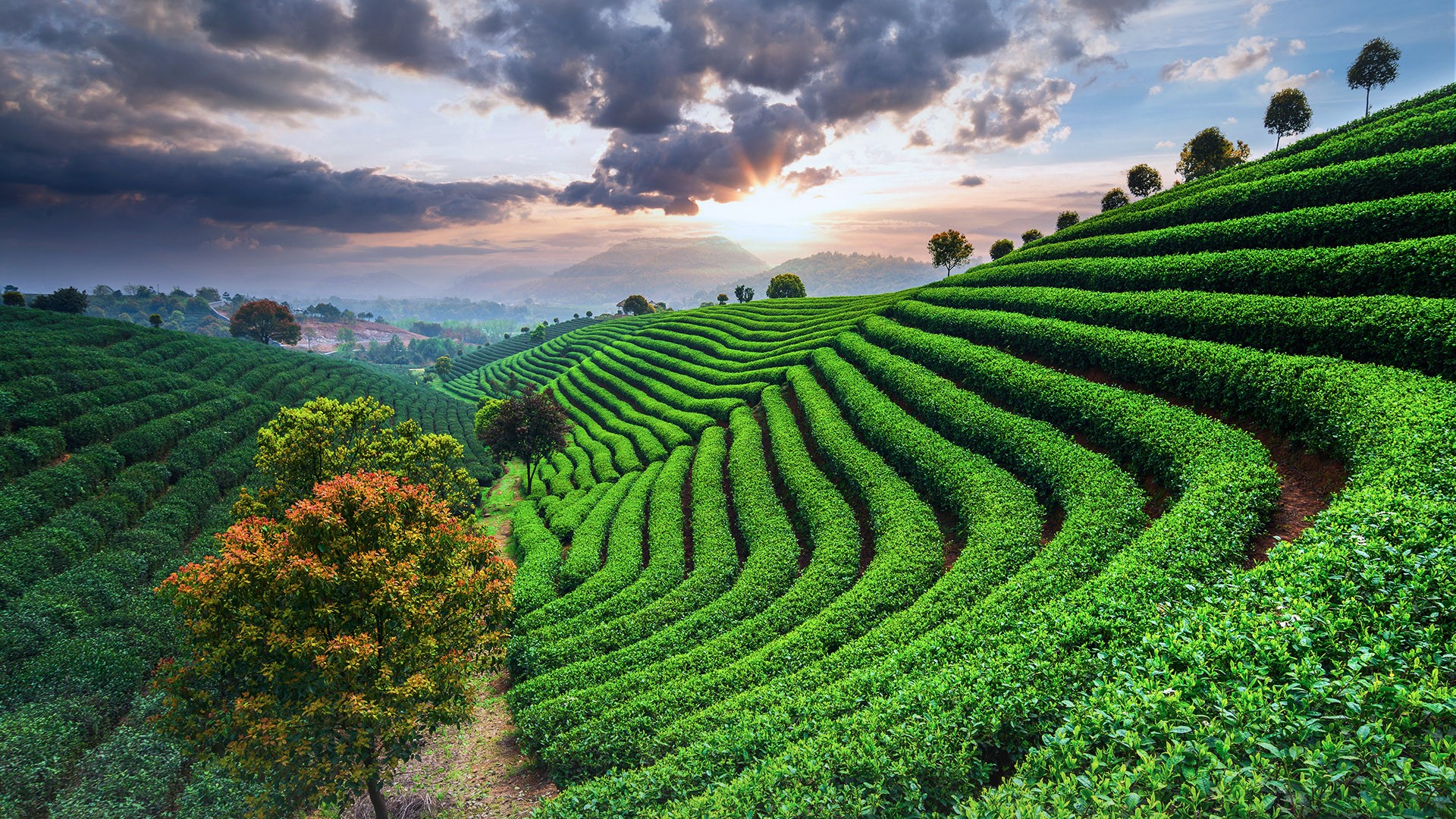 Nature Landscape Trees Field Farm Clouds Sky Mountains Sun Sunset Tea Plant Tea China 1920x1080
