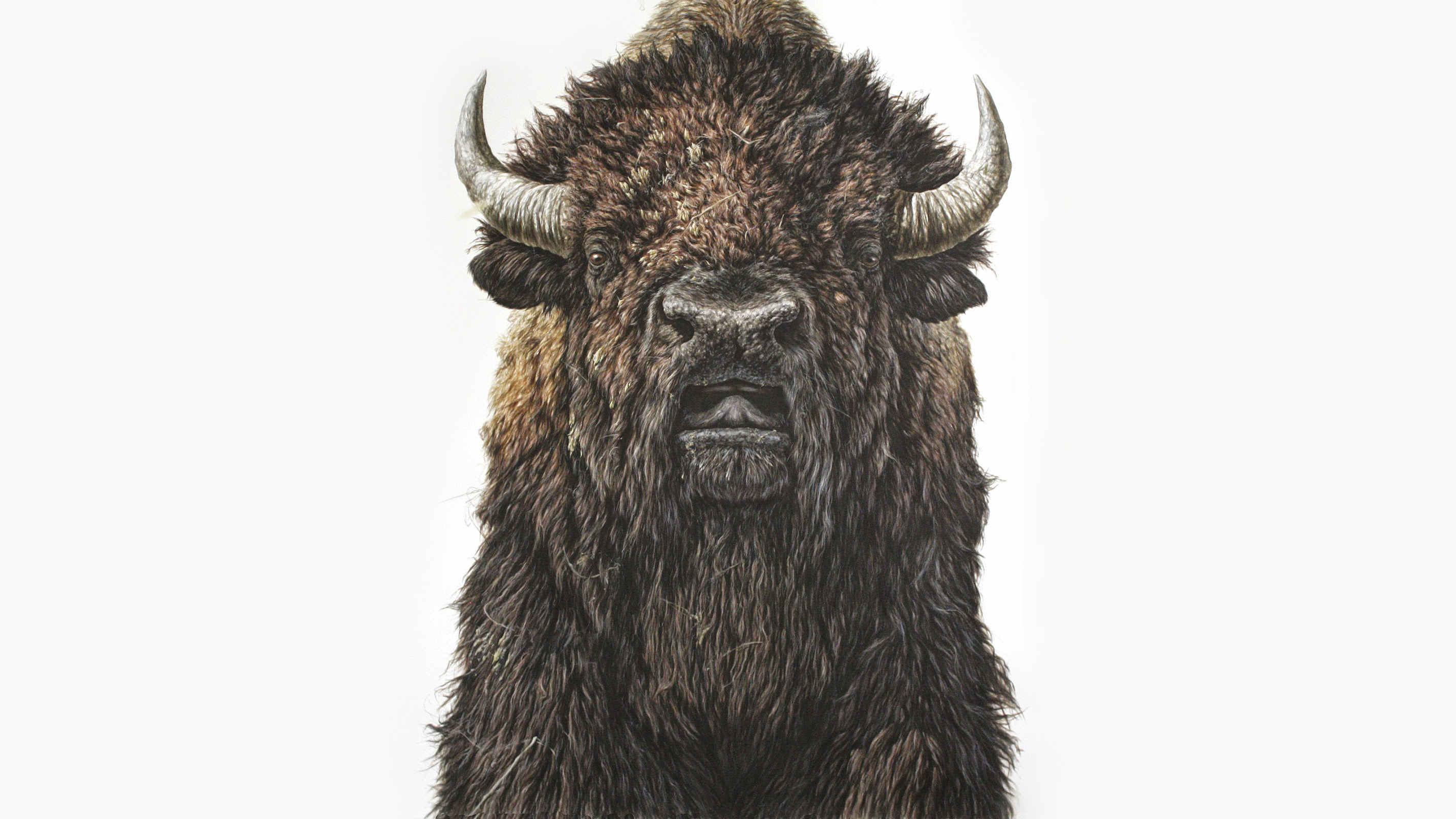 Buffalo Illustration Animals Painting Realistic Beige Beige Background 2844x1600