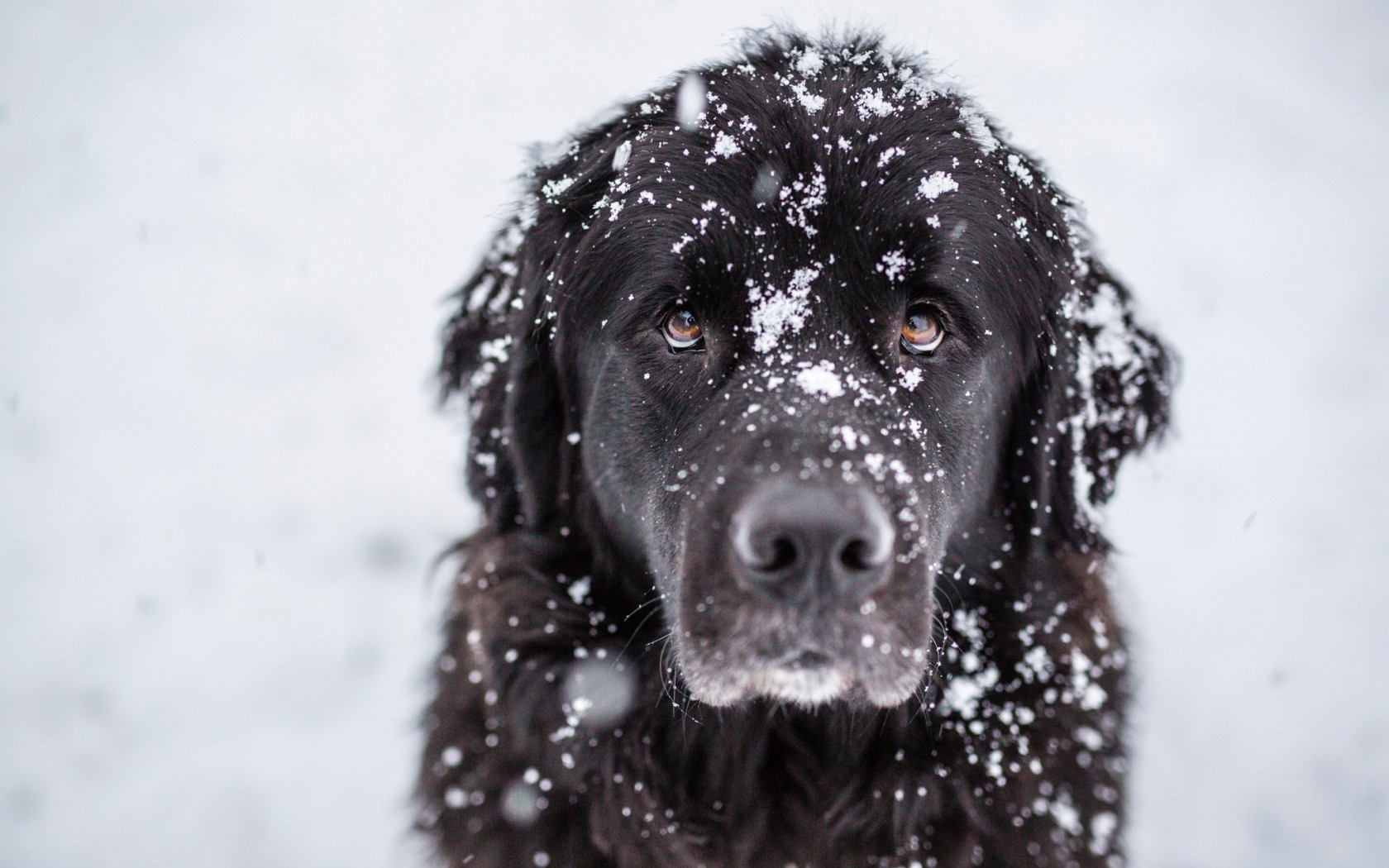 Animals Dog Snow Animals Dog Snow Snow Dog Good Boy 1680x1050