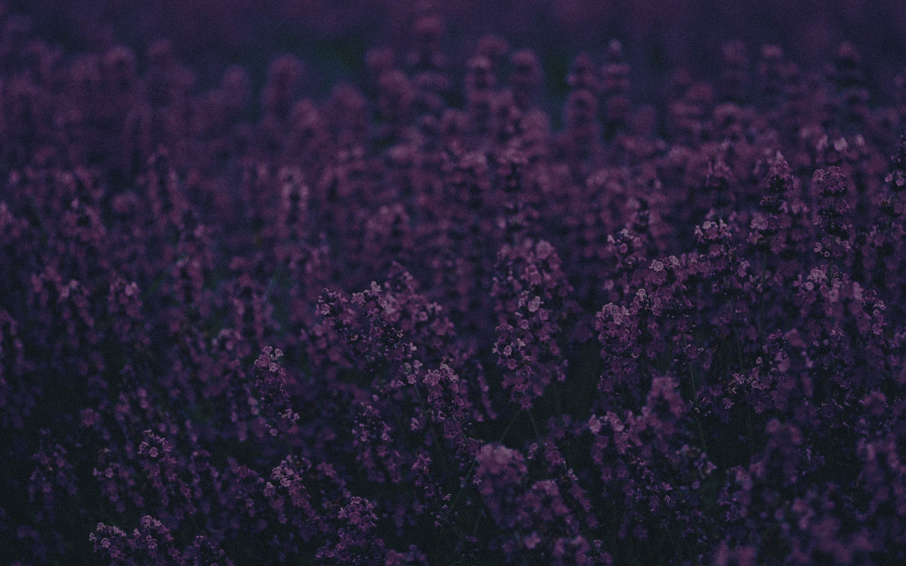 Nature Purple Flowers Flowers Lavender Herbarium Landscape Photography Depth Of Field 2880x1800
