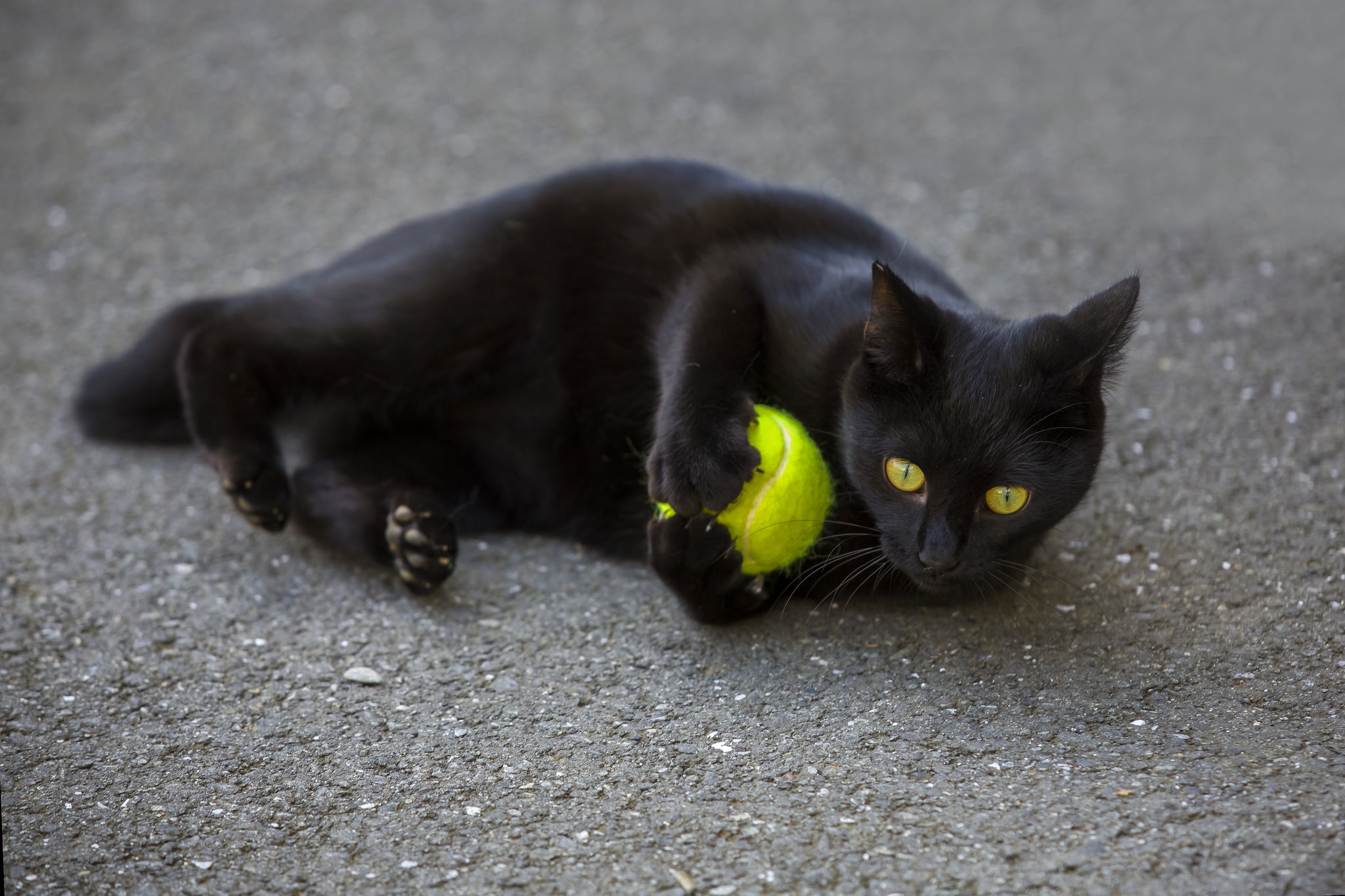 Balls Tennis Balls Cats Black Cats Animals Yellow Eyes 2048x1365