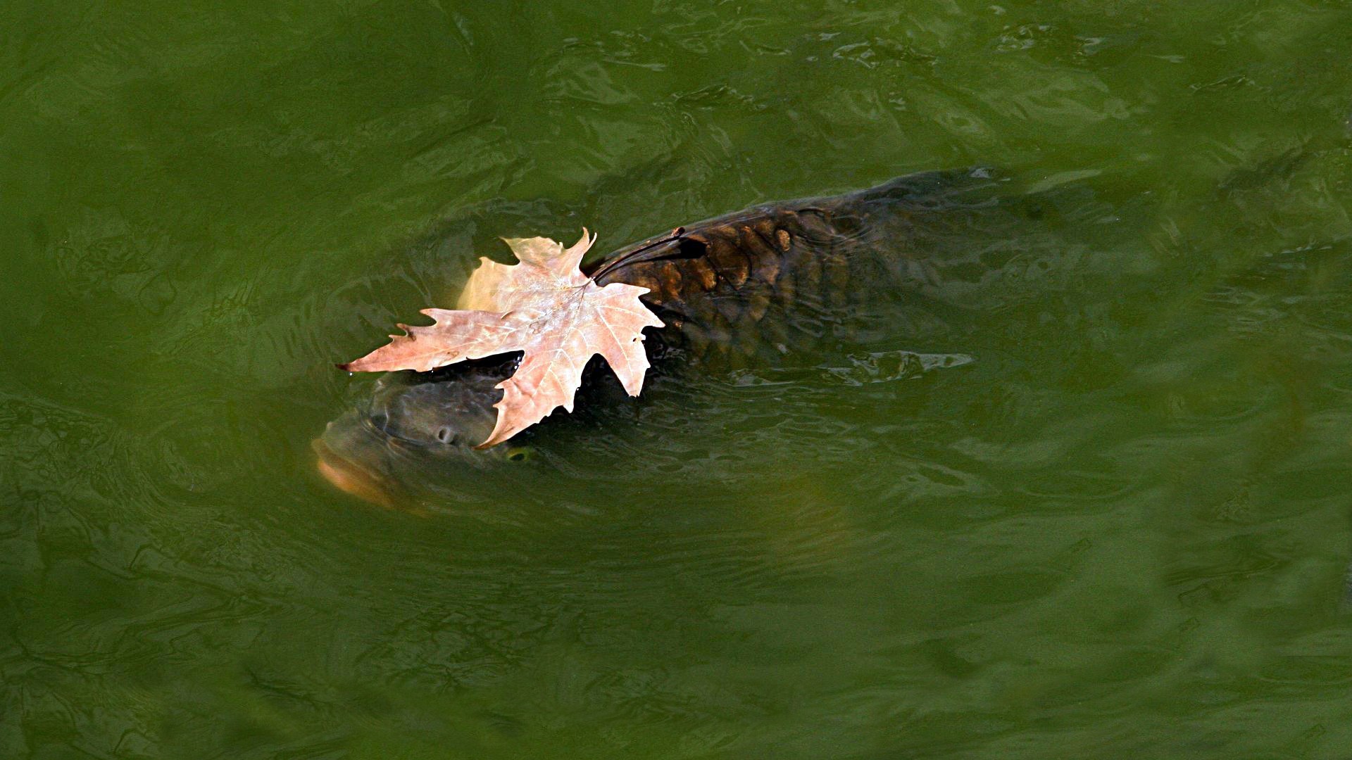 Animals Fish Carp Leaves 1920x1080