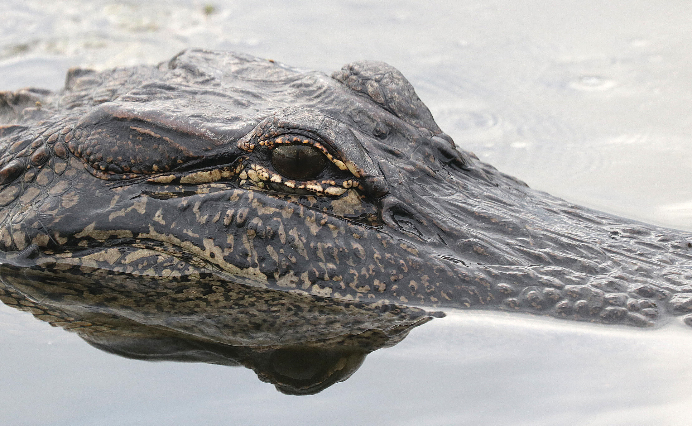 Alligator Eye Animal Close Up Wildlife Reptile 2220x1367