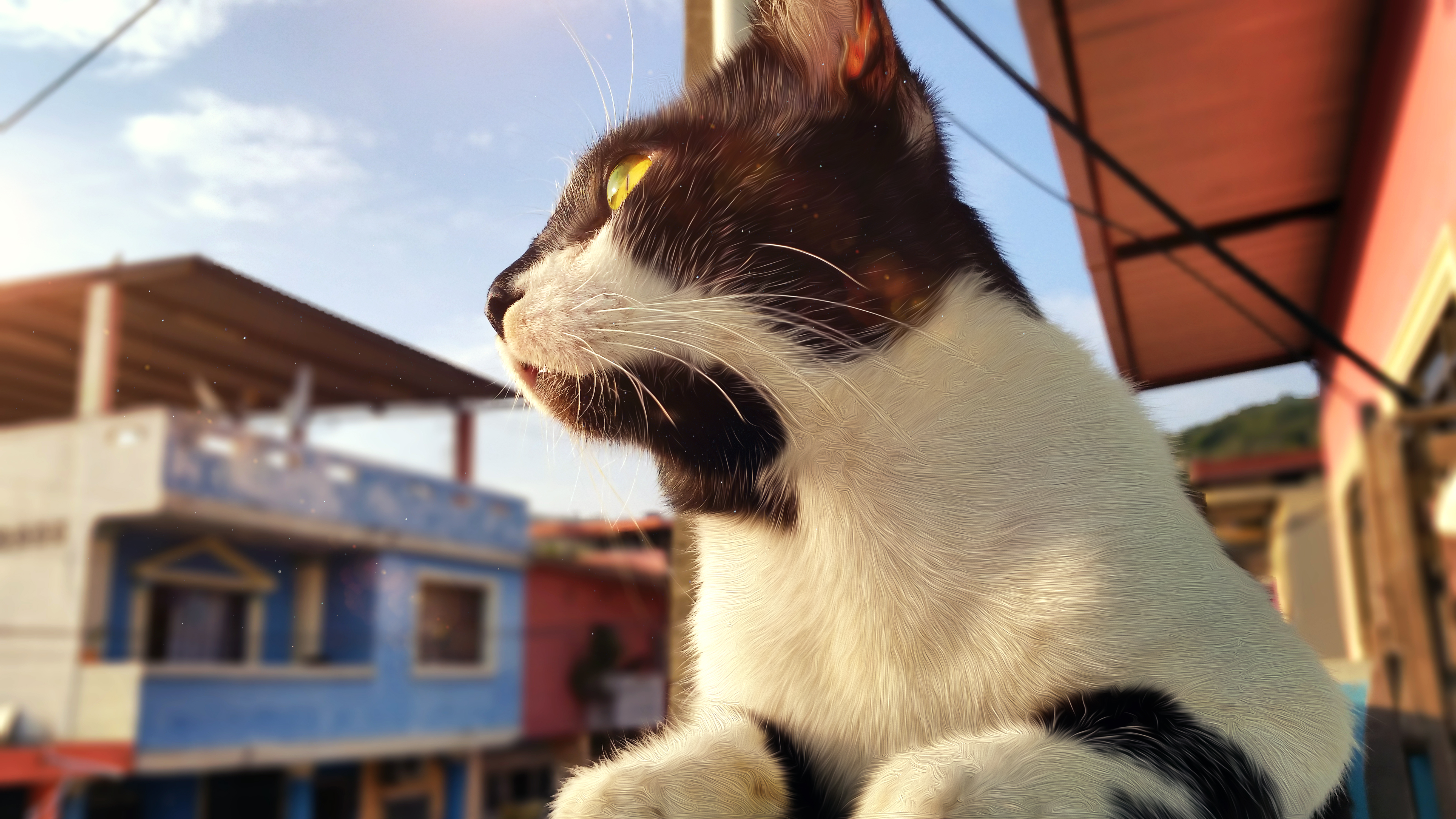 Cats Ecuador Animals Yellow Eyes 5312x2988