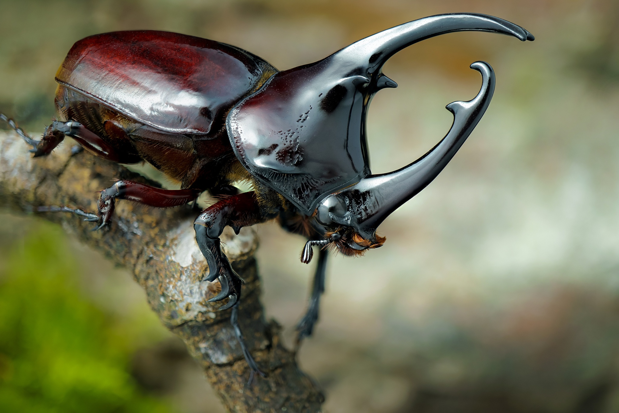 Rhinoceros Beetle Beetle Insect Macro 2048x1365