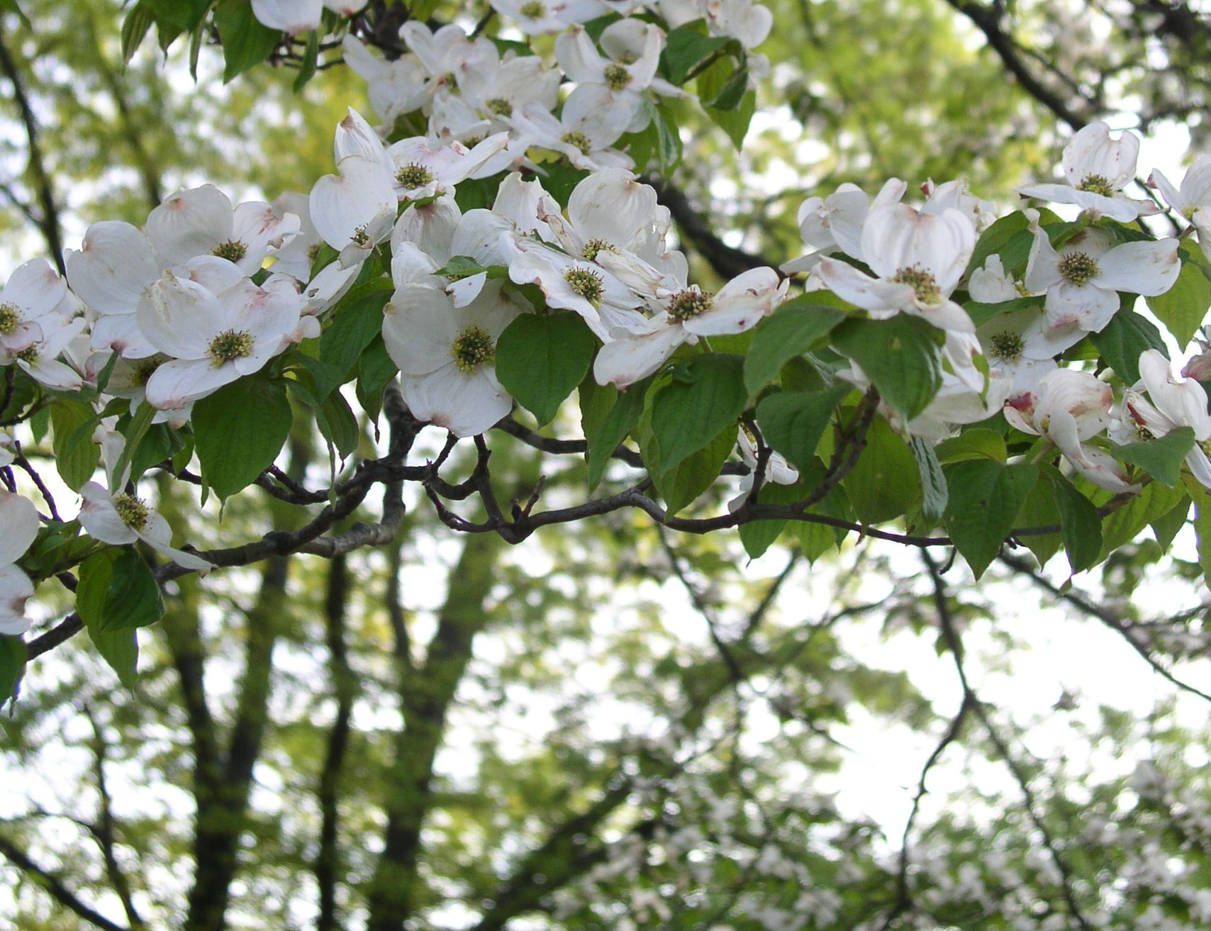 Tree Dogwood Flower Spring Branch 1708x1313