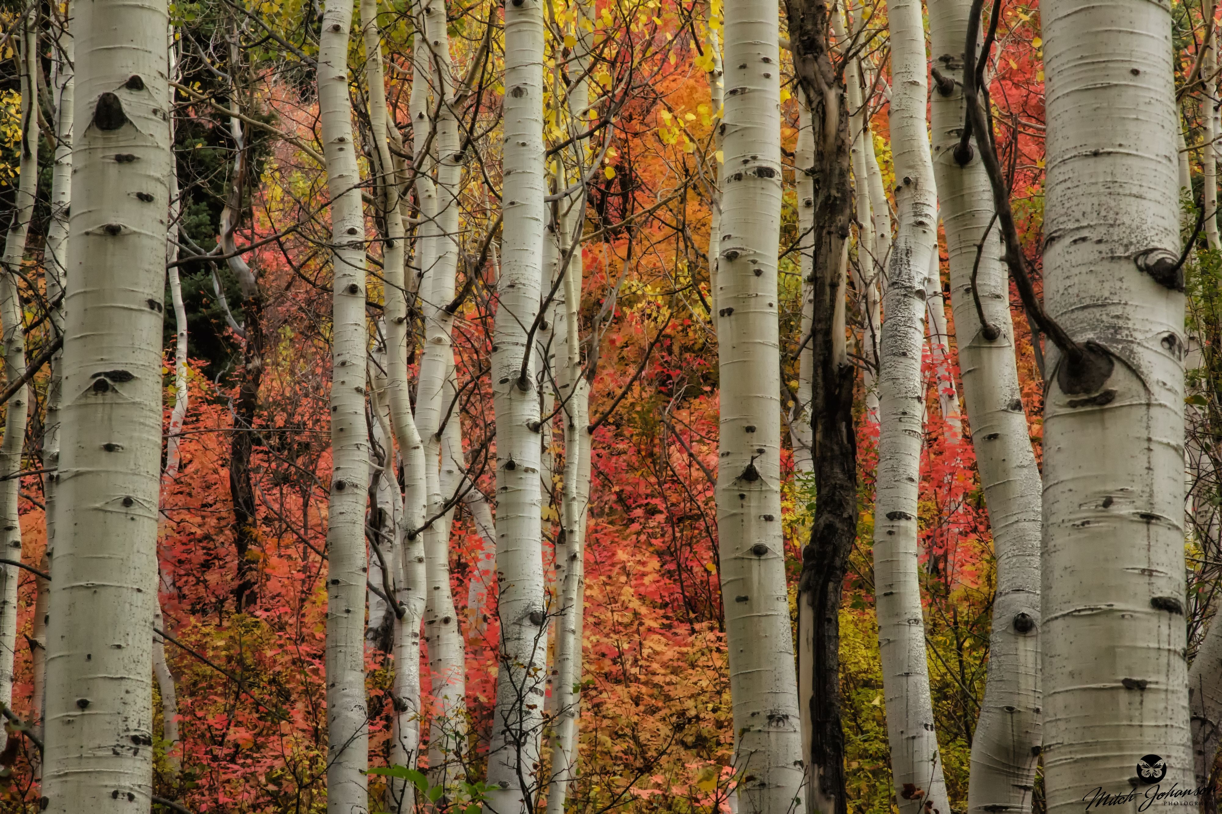 Tree Fall 4000x2667