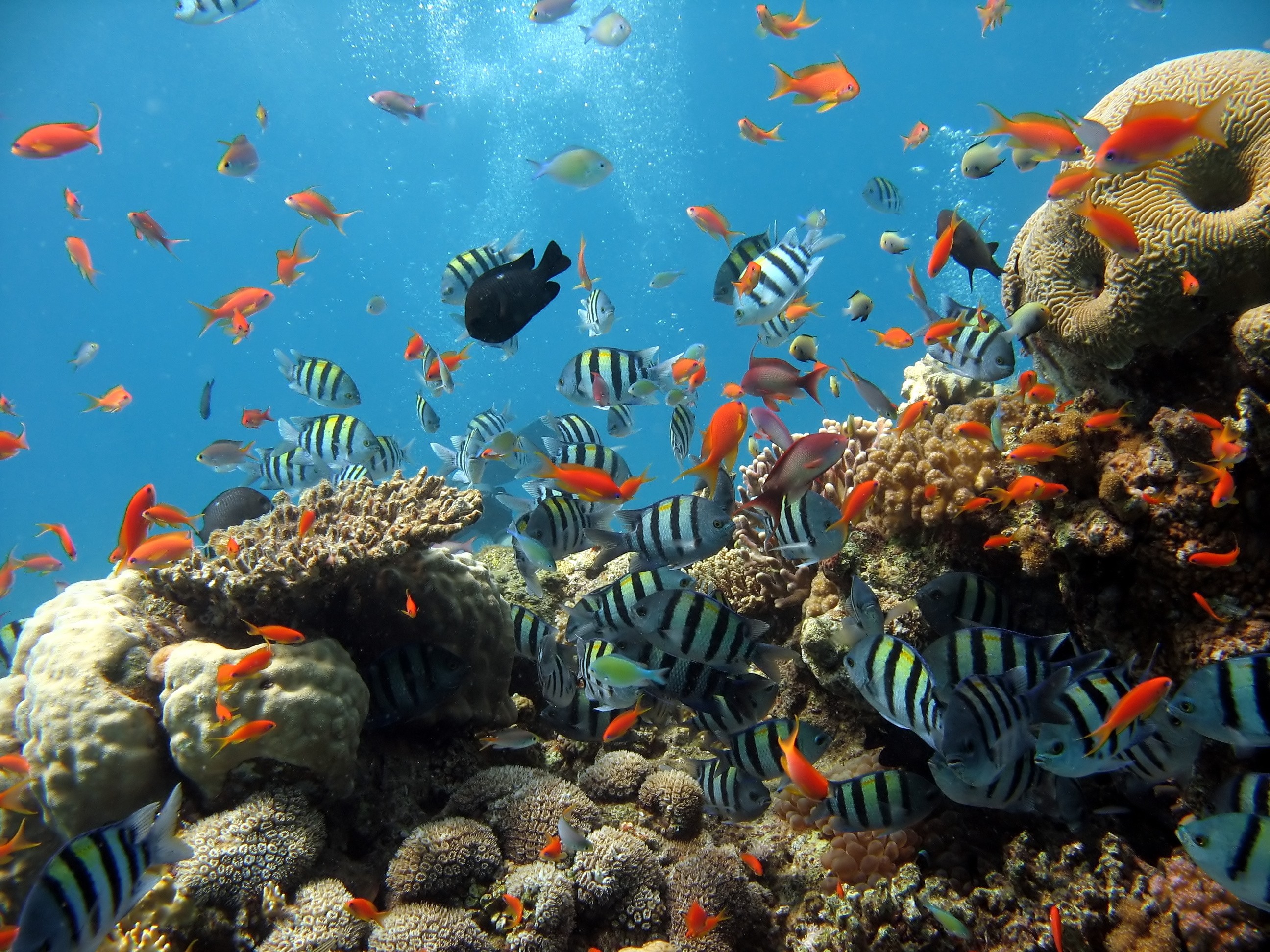Fish Underwater Tropical Fish Sea Life Animals Coral 2592x1944