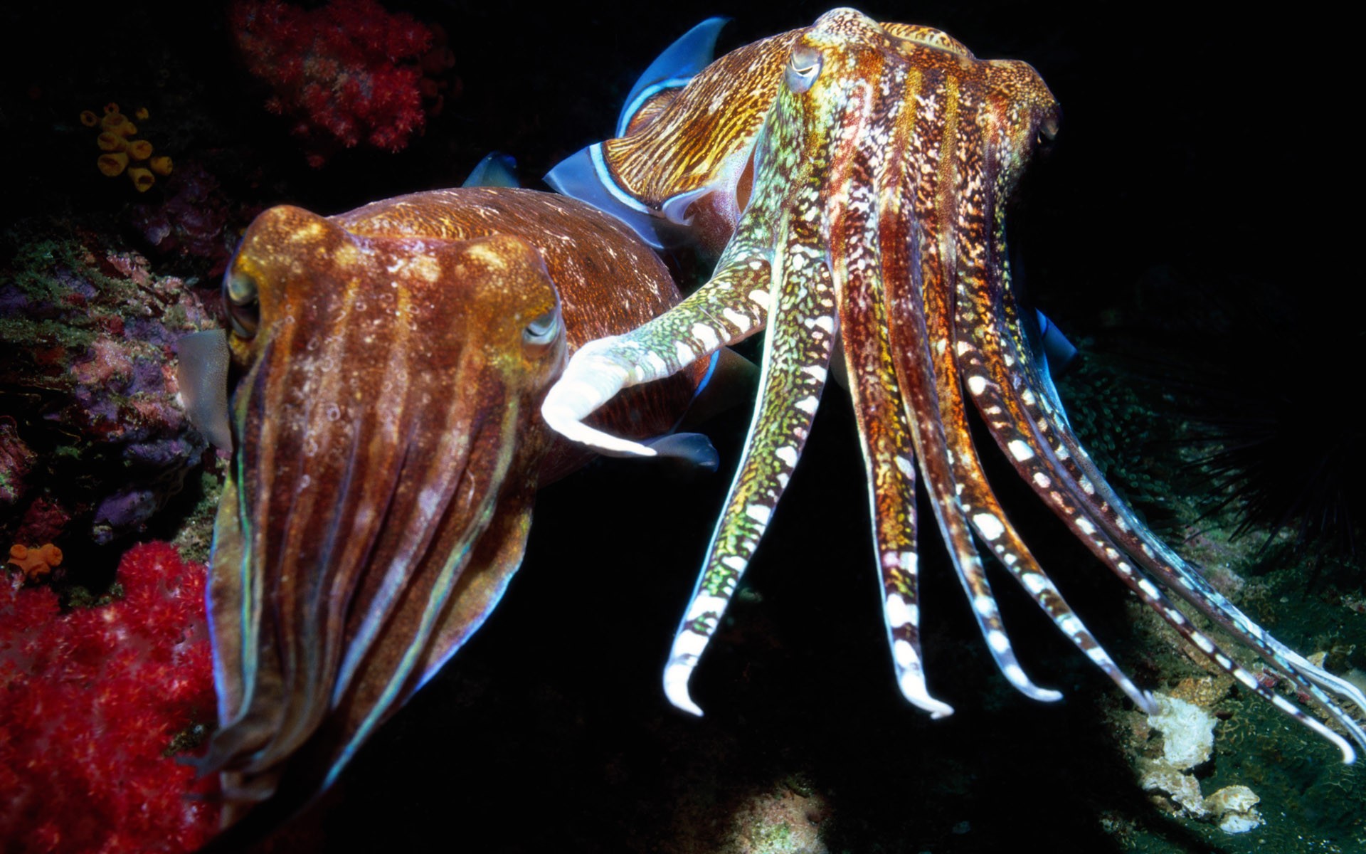 Animals Sea Nature Cuttlefish 1920x1200