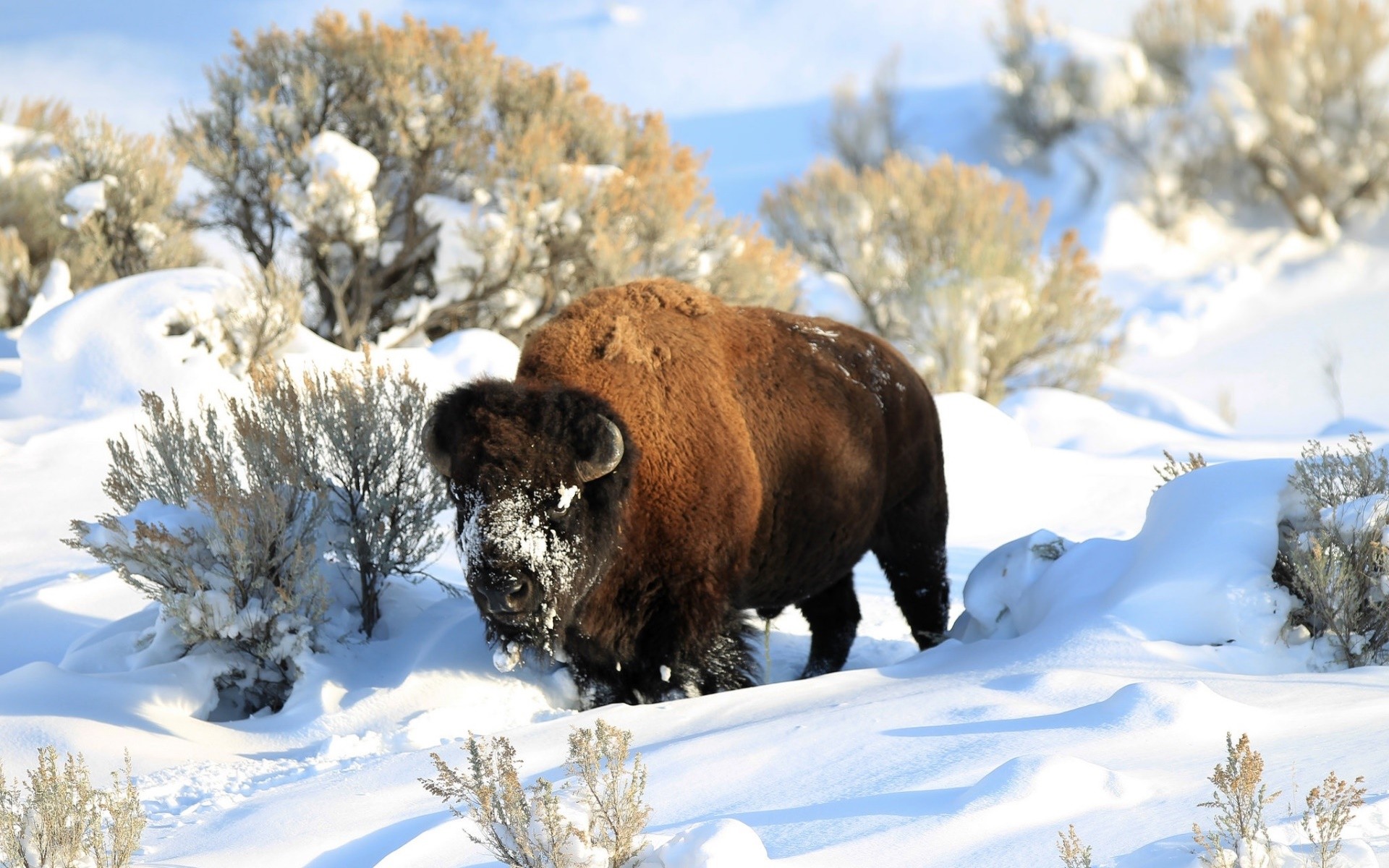 Bison Snow Animals Nature Winter Shrubs Sunlight Horns White 1920x1200