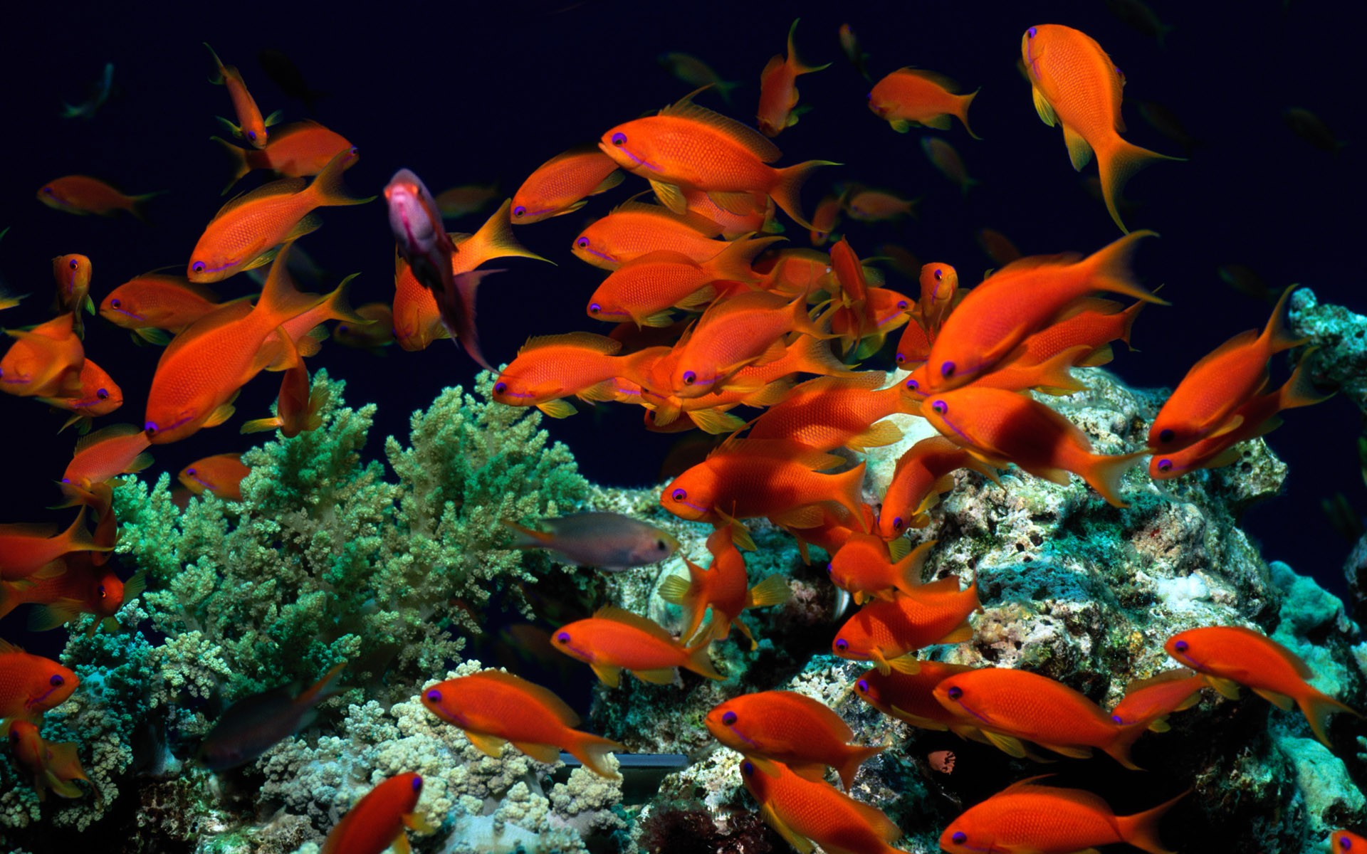 Tropical Fish Animals Colorful Sea Life Coral Fish 1920x1200