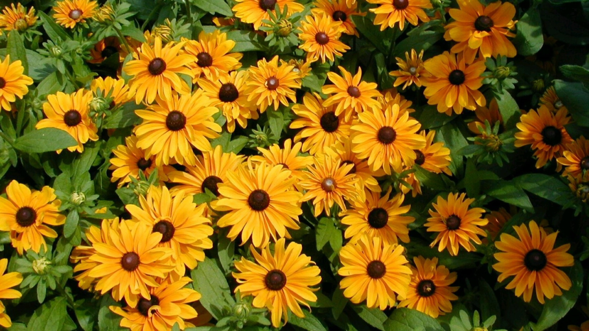 Flower Daisy Black Eyed Susan Close Up Nature Yellow Flower 1920x1080