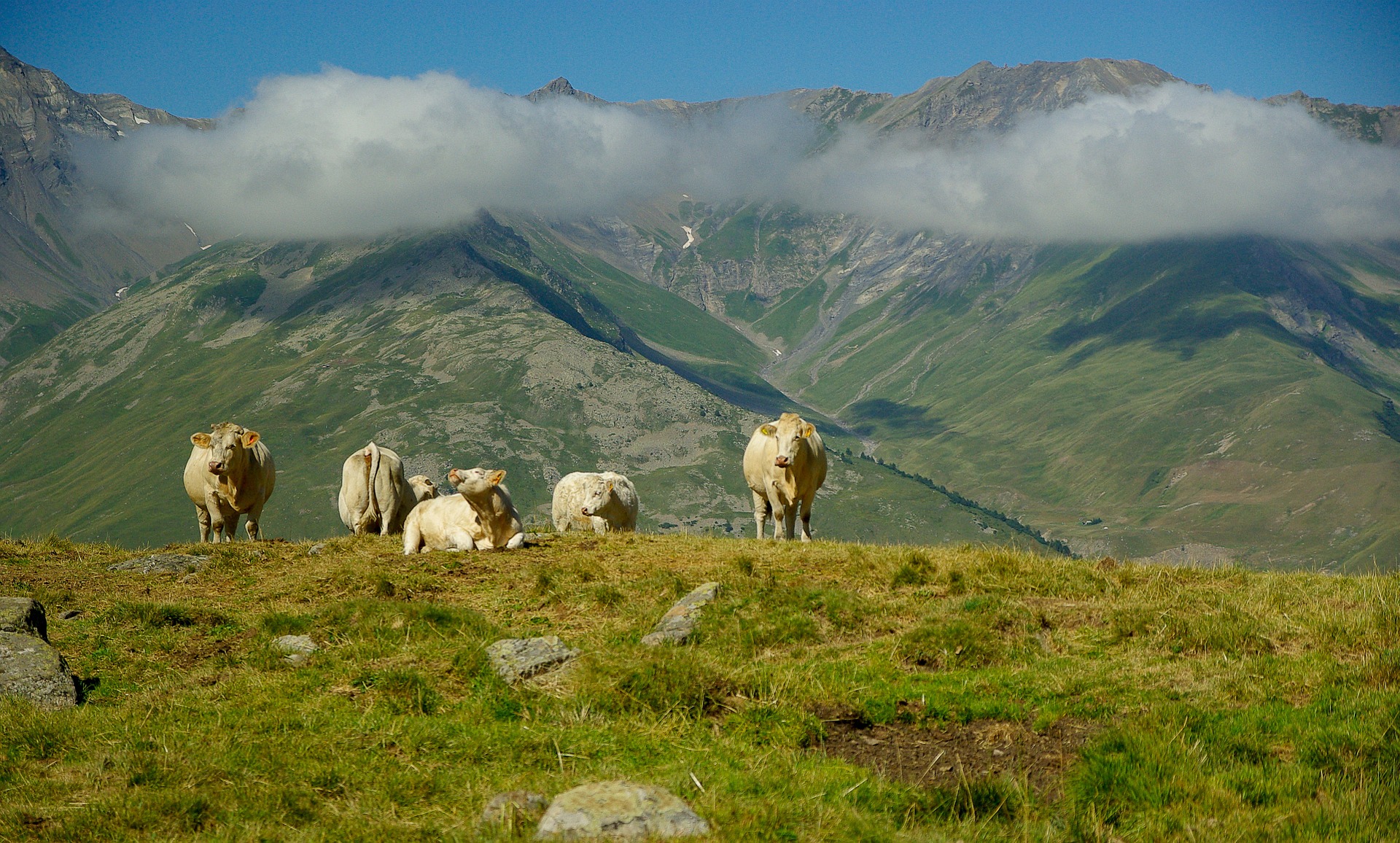 Cow Cattle Mountain Cloud Landscape Pasture Herd 1920x1156