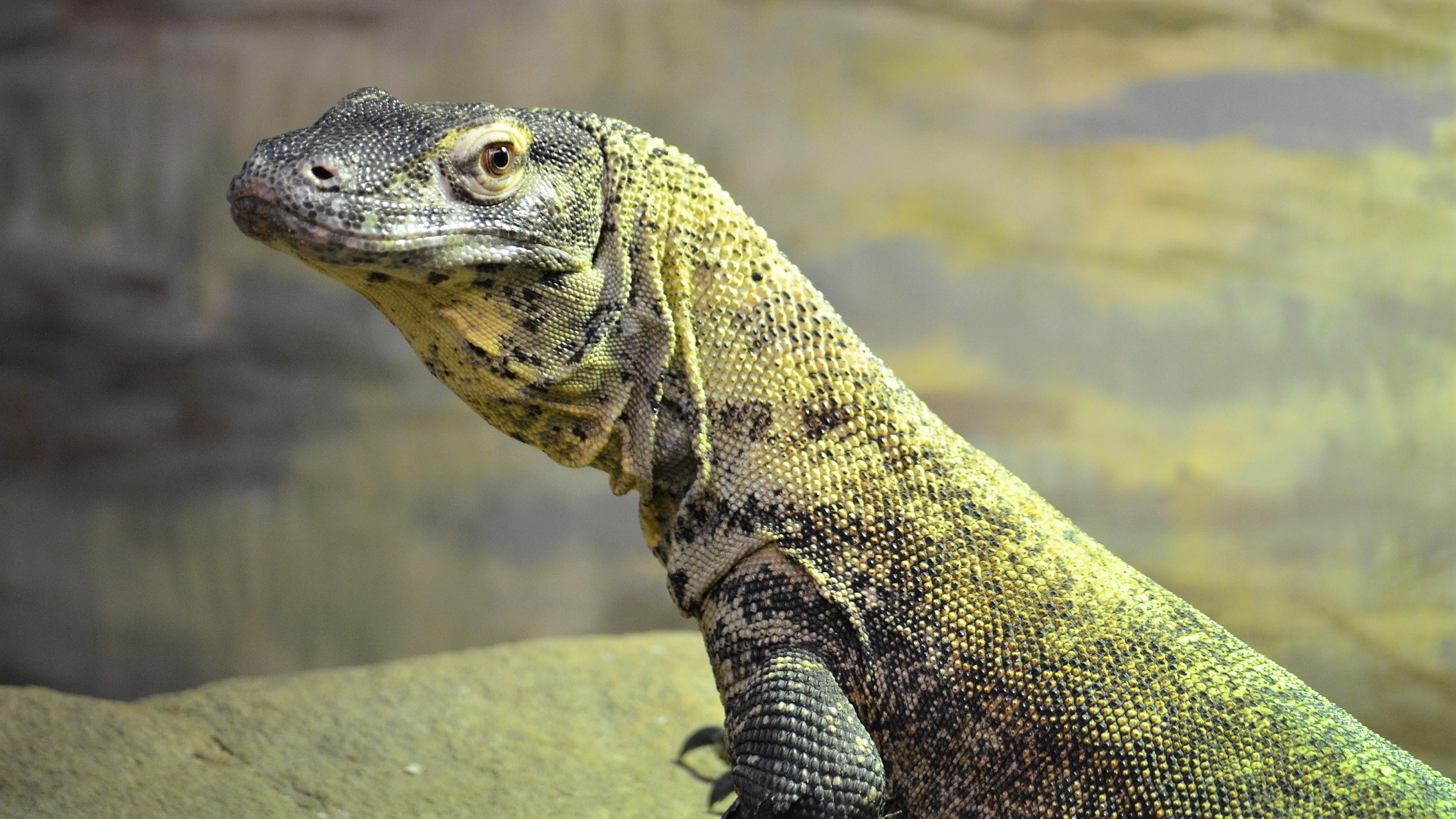 Lizard Animal Reptile Komodo Dragon Stare 2176x1224