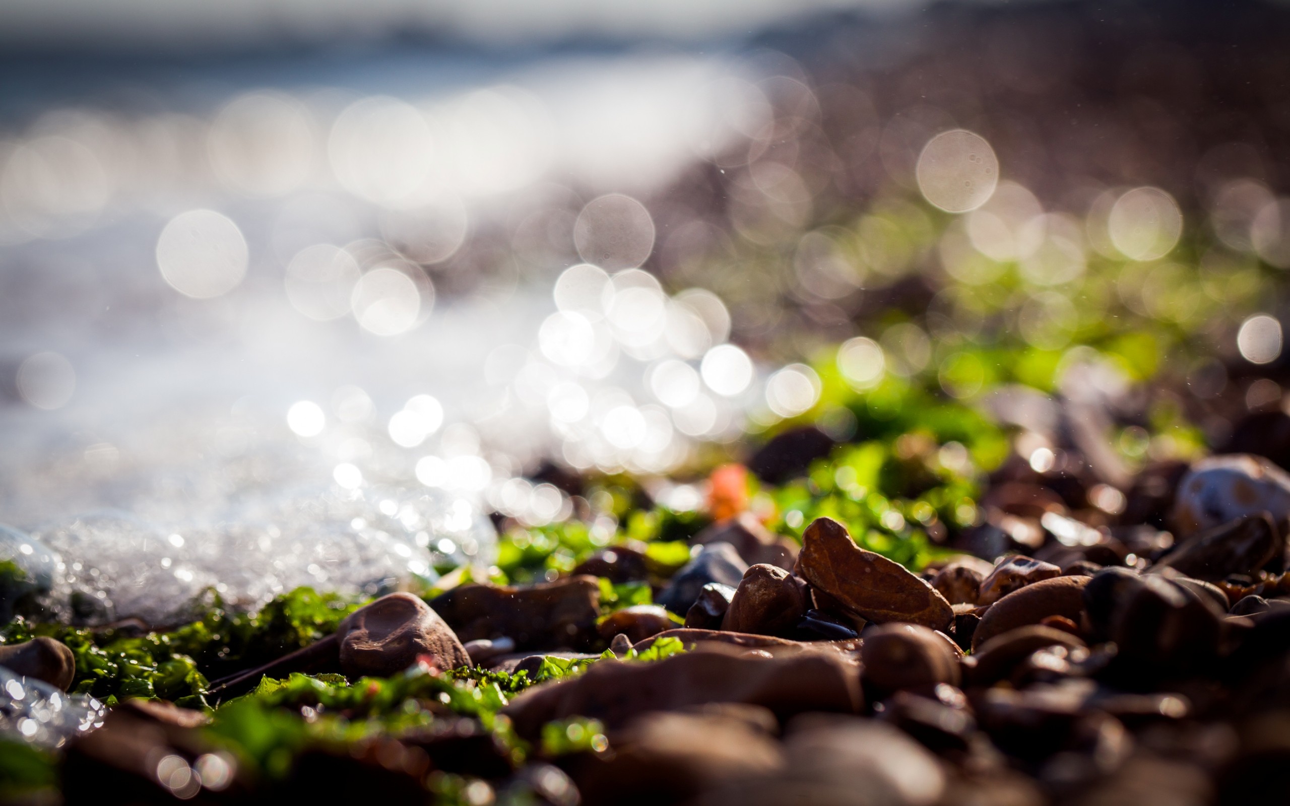 Sea Rock Nature Bokeh Pebbles Macro Seaweed Sunlight Depth Of Field Tilt Shift 2560x1600
