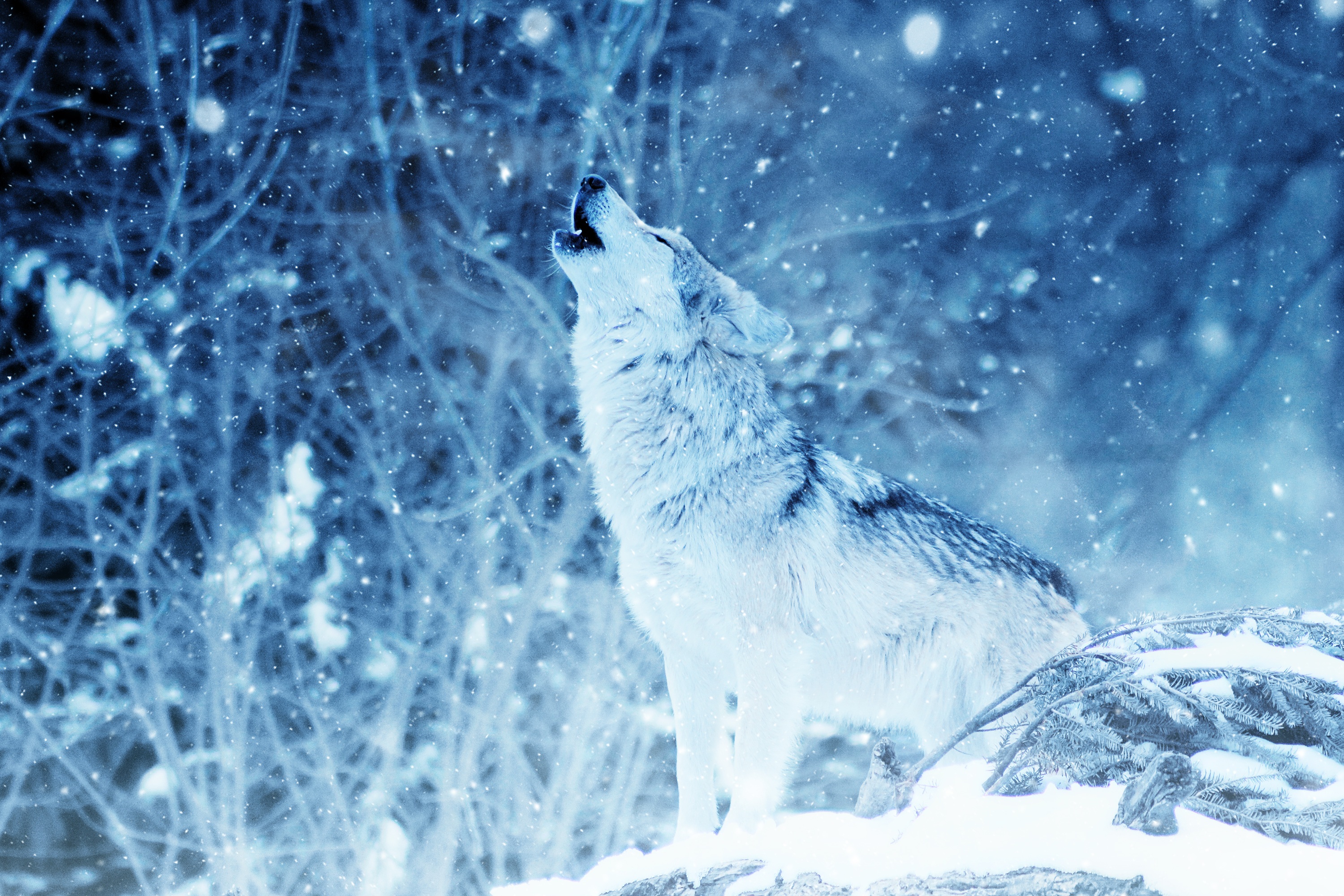 Wolf Winter Snowfall Wildlife Predator Animal Howling 3000x2000