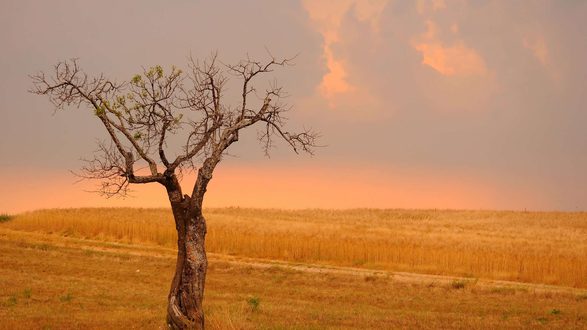 Wheat Trees Crops Nature Landscape Clouds 1920x1080