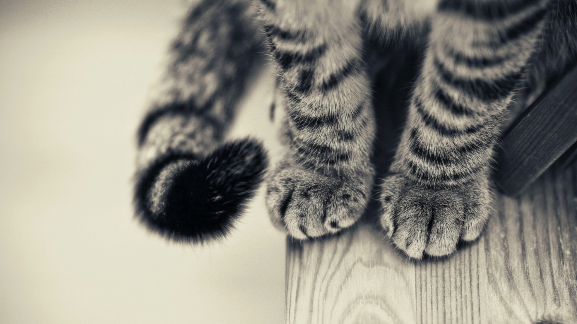 Cats Tail Paws Wooden Surface Monochrome Animals 1920x1080