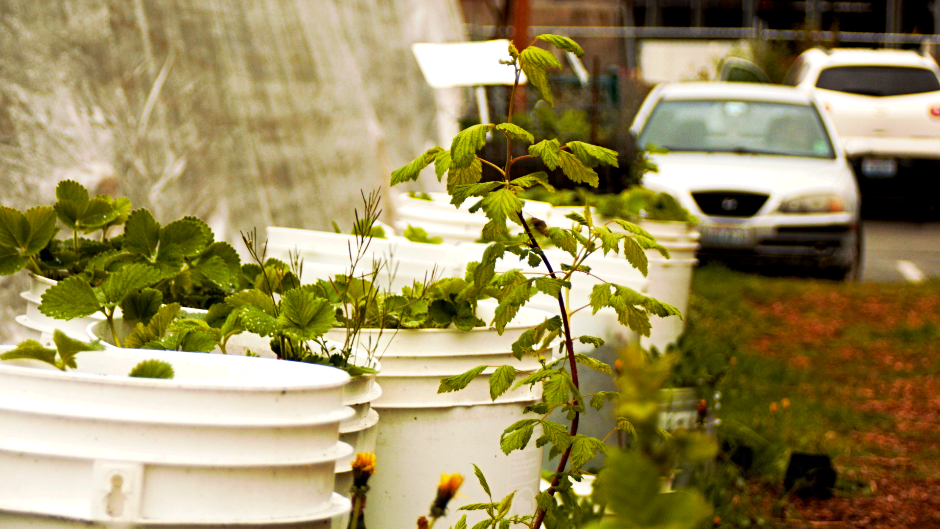 Strawberries Bucket Garden 1920x1080