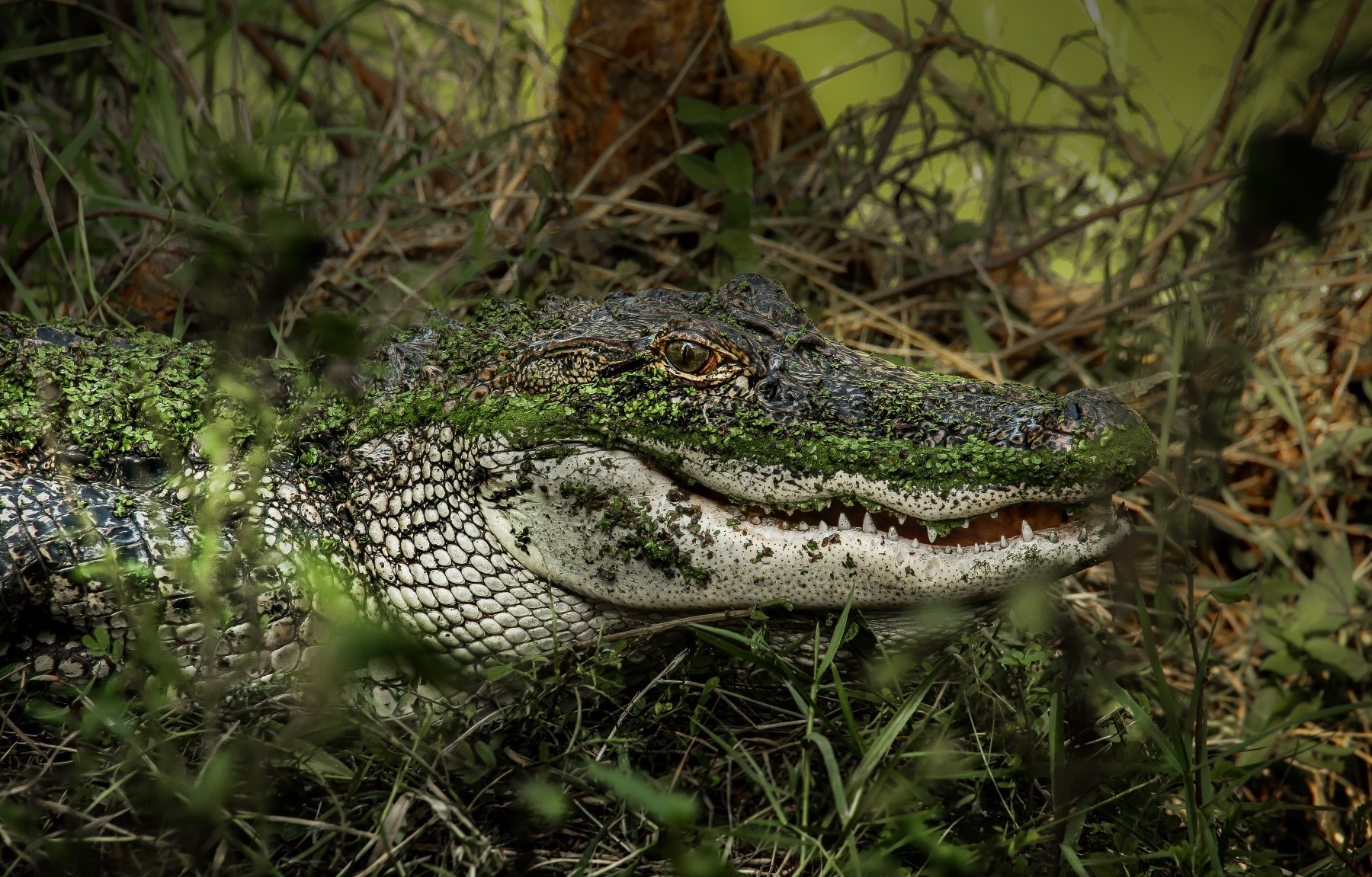 Alligators Reptiles Animals 1800x1151
