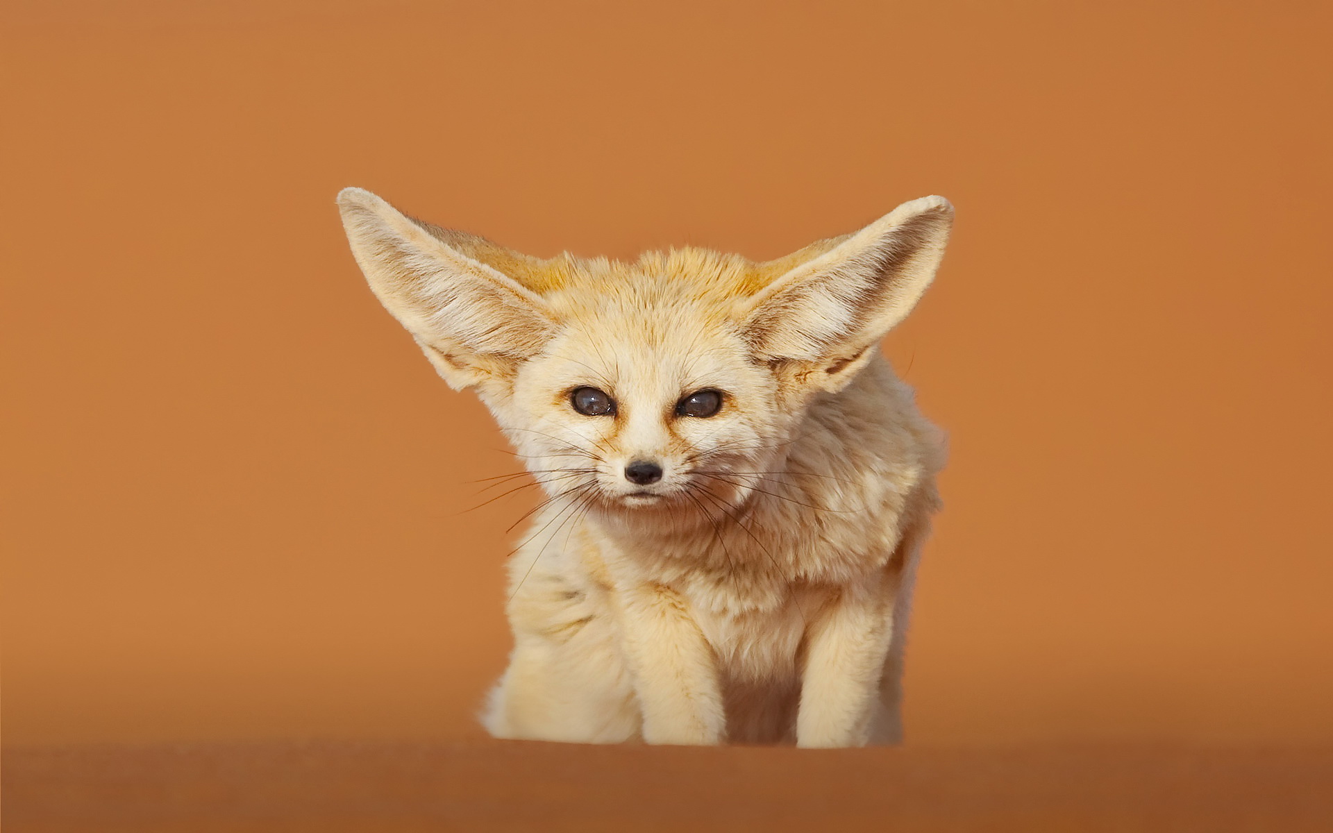 Animal Fennec Fox 1920x1200