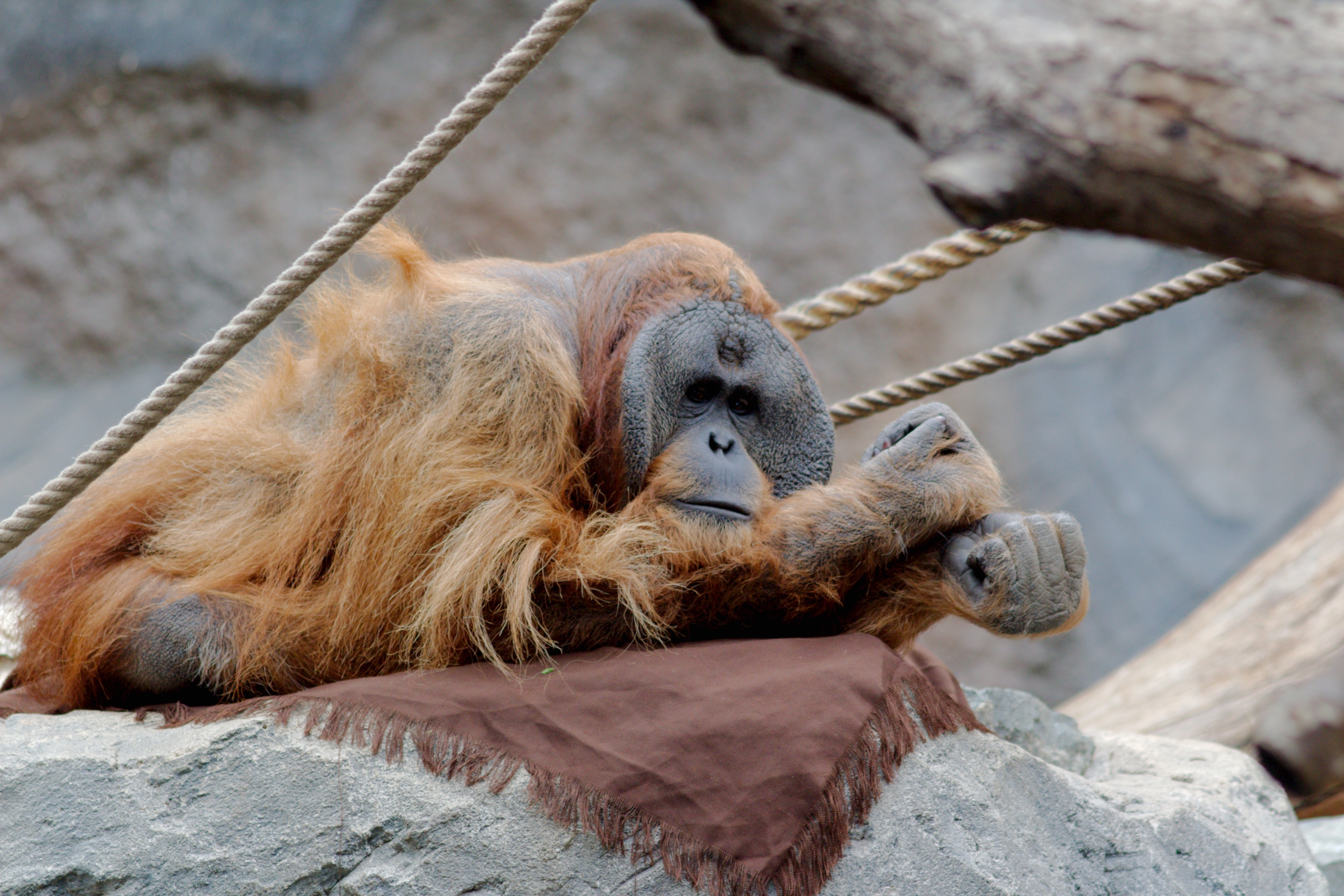 Hamburg Zoo Animals Orangutans 2560x1707