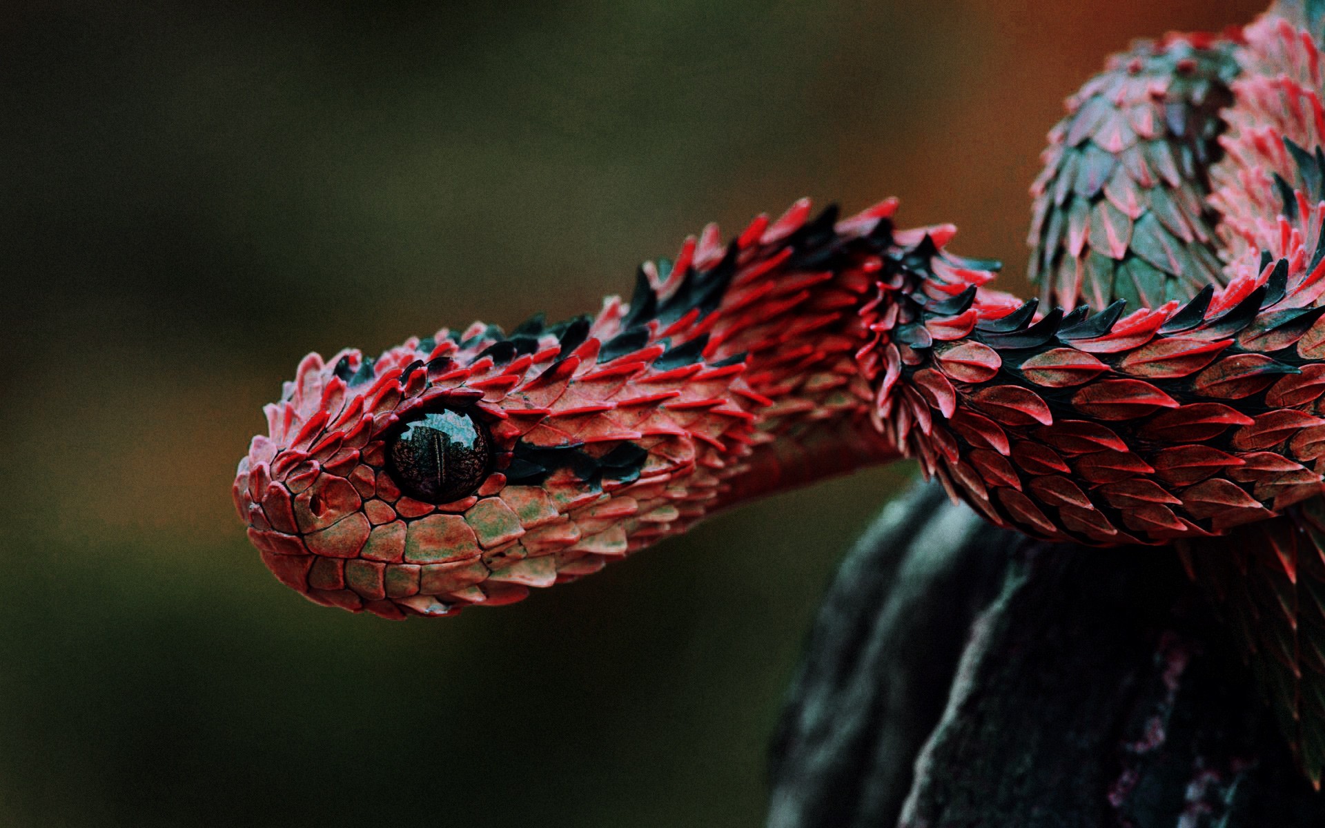 Vipers Reptiles Snake Red Lizard Scales Animals Animal Eyes 1920x1200