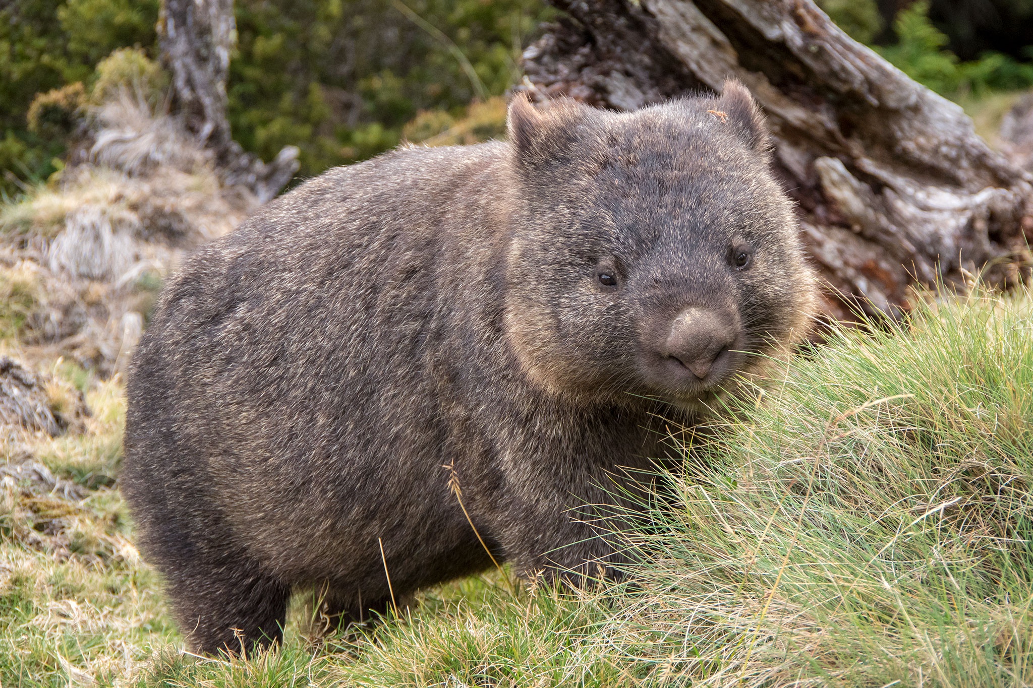 Wombat Animals Mammals 2048x1365