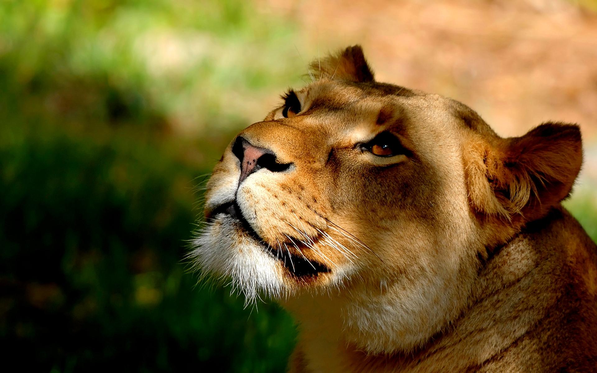 Animal Lion Lioness Face Big Cat 1920x1200