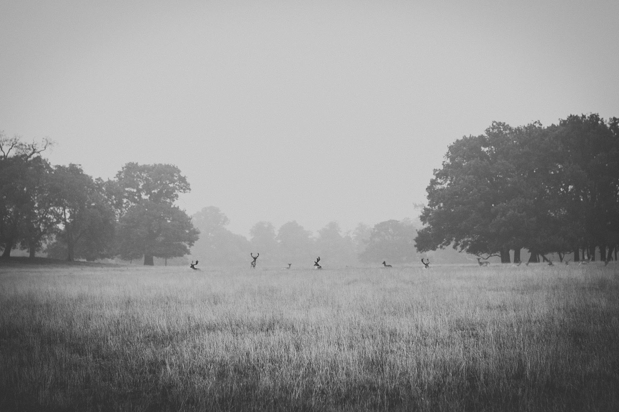 Monochrome Animals Landscape Deer Field Mist Trees Gray Nature Grass Stags 2027x1349