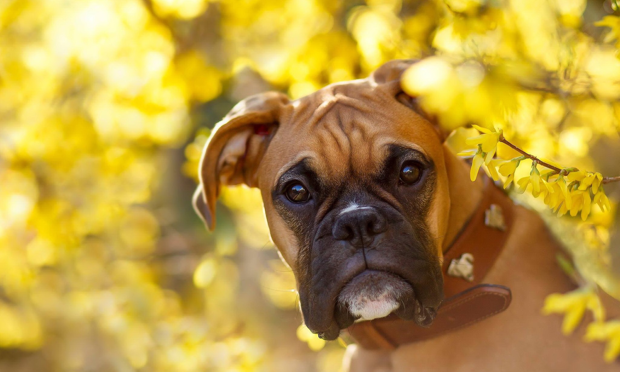 Boxer Dog Dog Muzzle Bokeh Flower Yellow Flower 2047x1228
