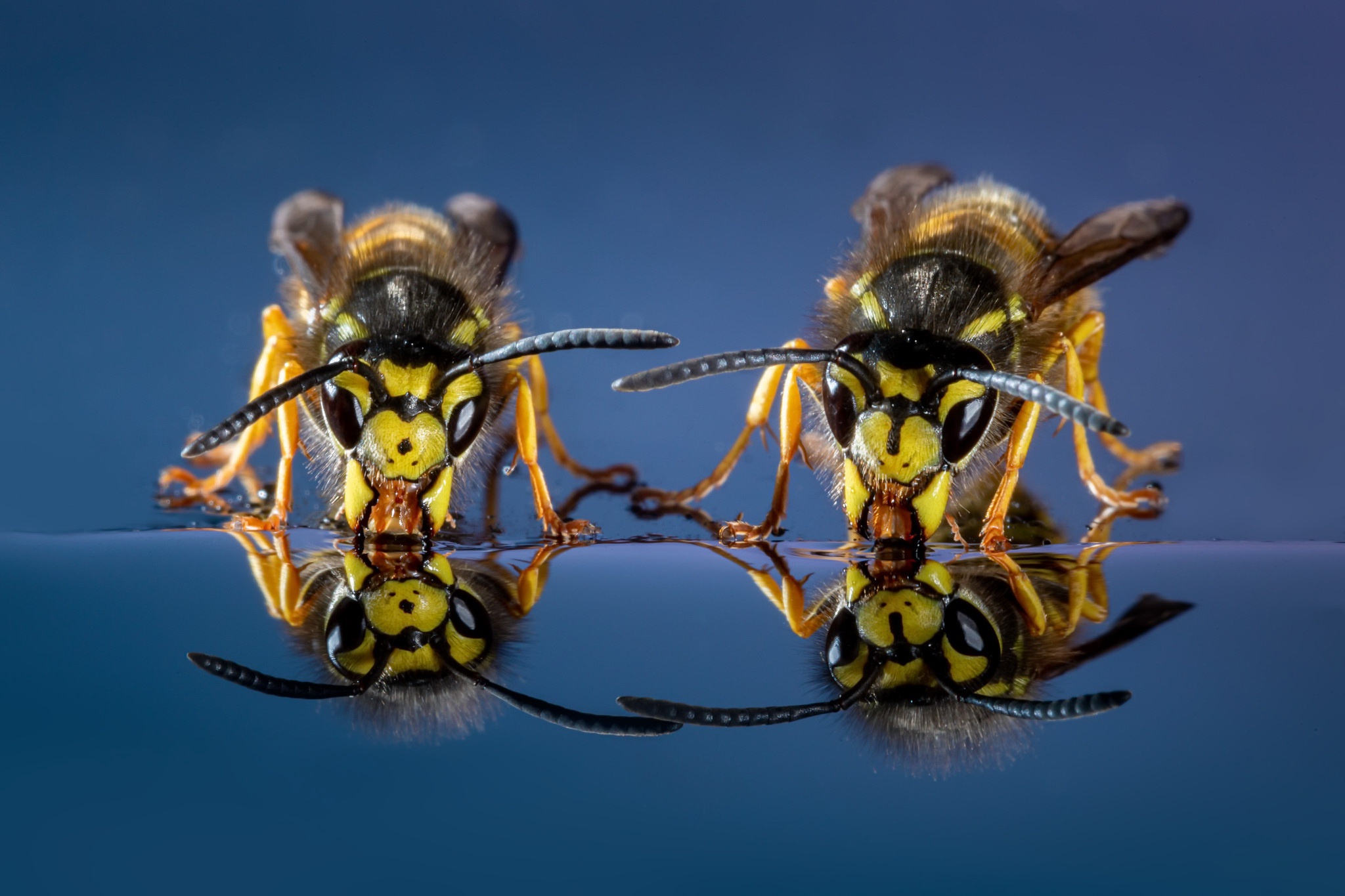 Wasps Insect Animals Reflection Drinking Macro 2048x1365