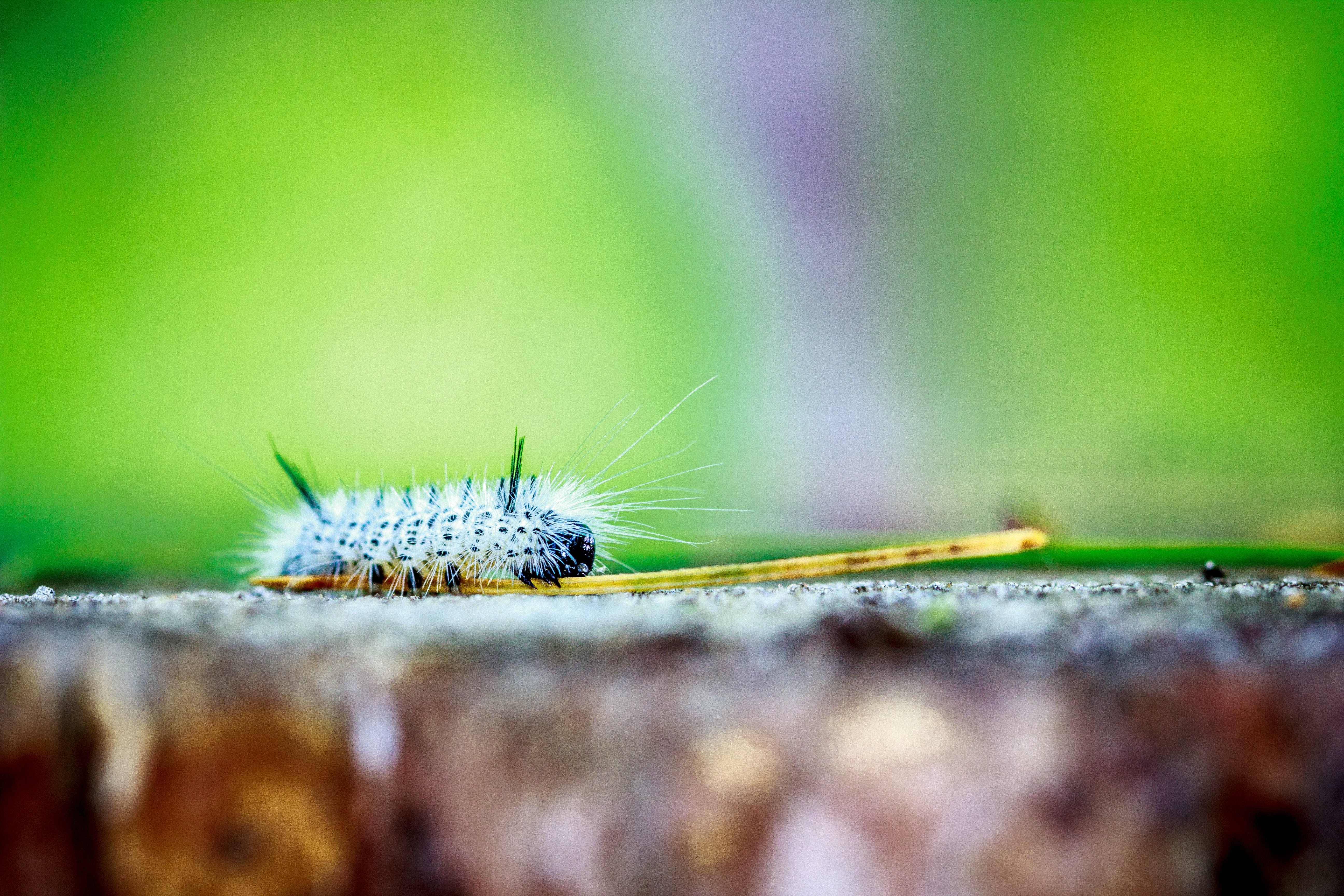 Caterpillars Macro Animals Insect 5184x3456