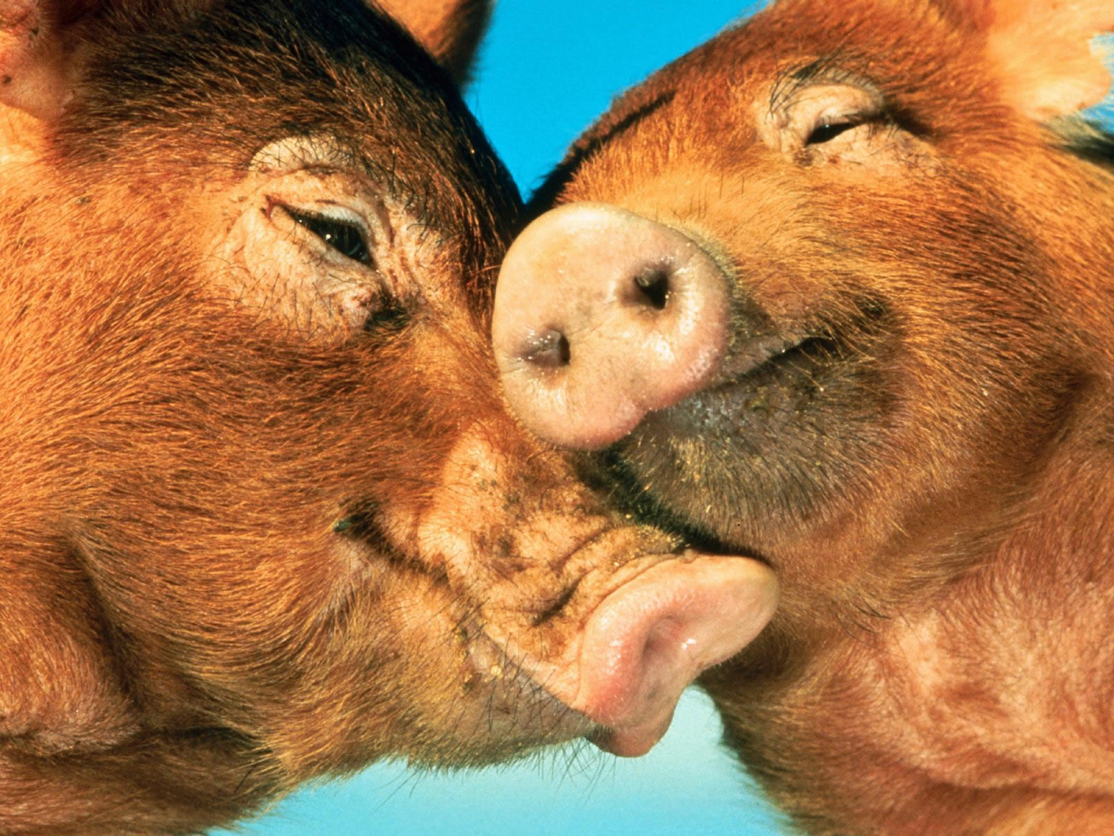 Pig Animal Love 1600x1200