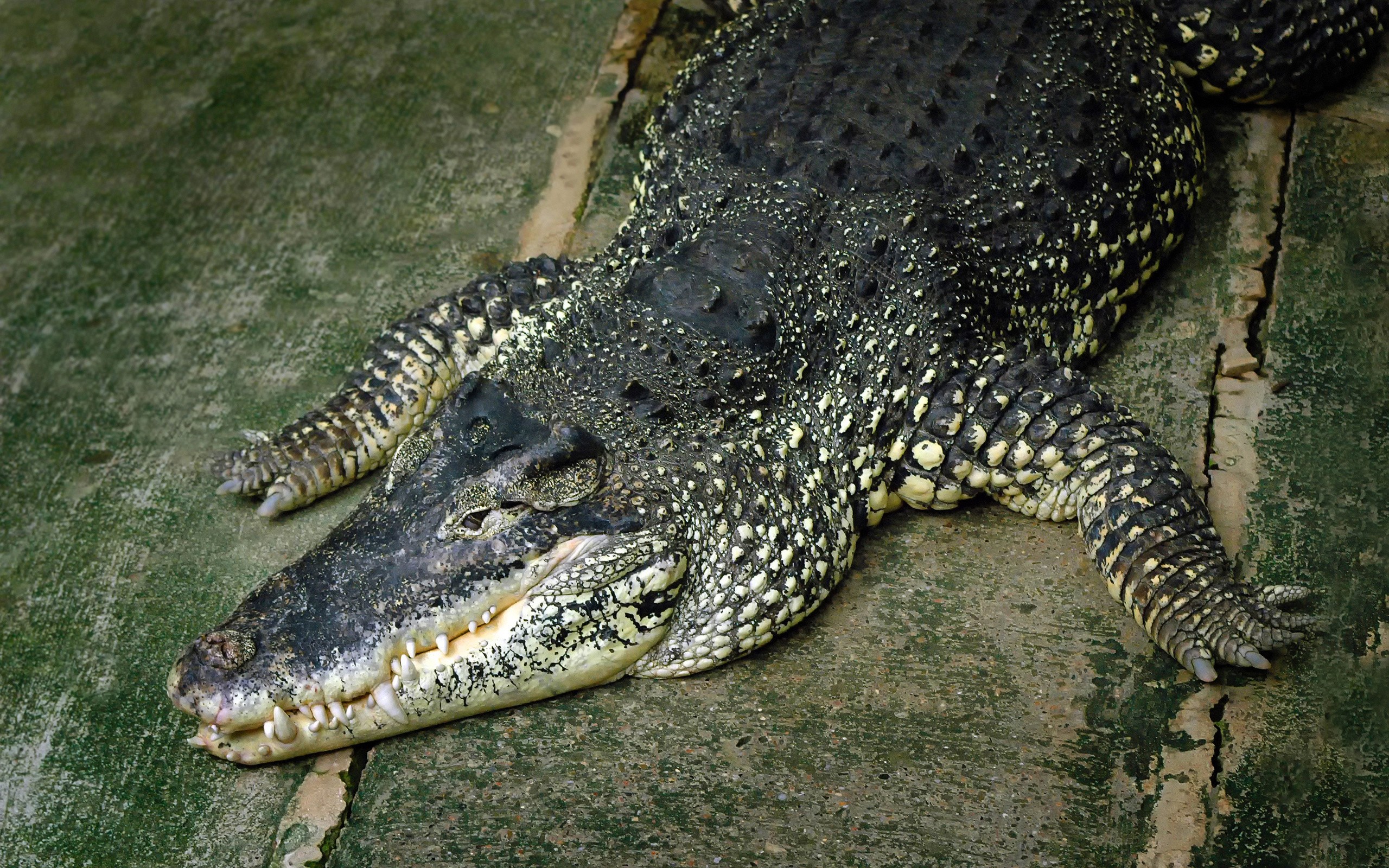 Reptiles Crocodiles Animals 2560x1600