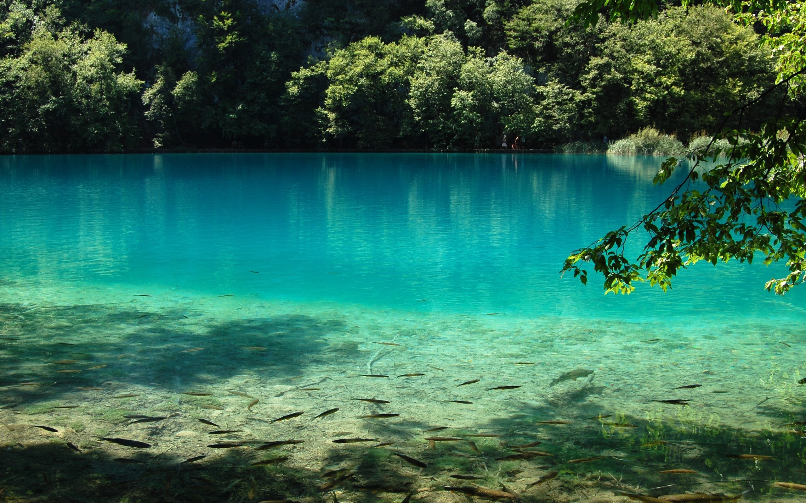 Water Pond Lake Photography Nature Trees Water Lake Plitvice Lakes National Park Nature Trees 2560x1600