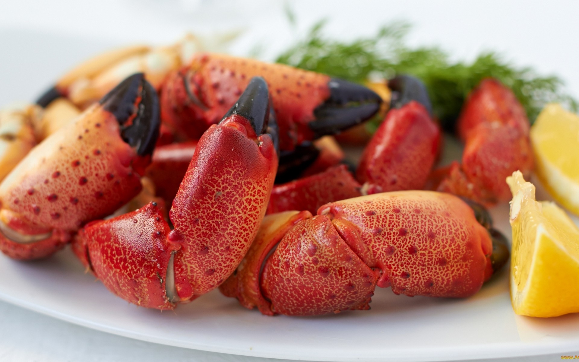 Food Seafood Lobsters Crabs Lemons Closeup Dishes 1920x1200