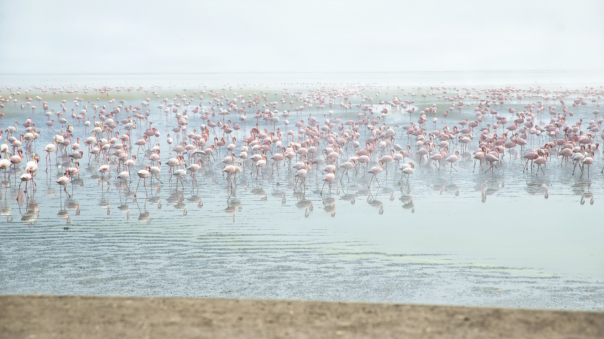 Flamingo Bird Lake Flock Of Birds Wildlife Reflection 2048x1152