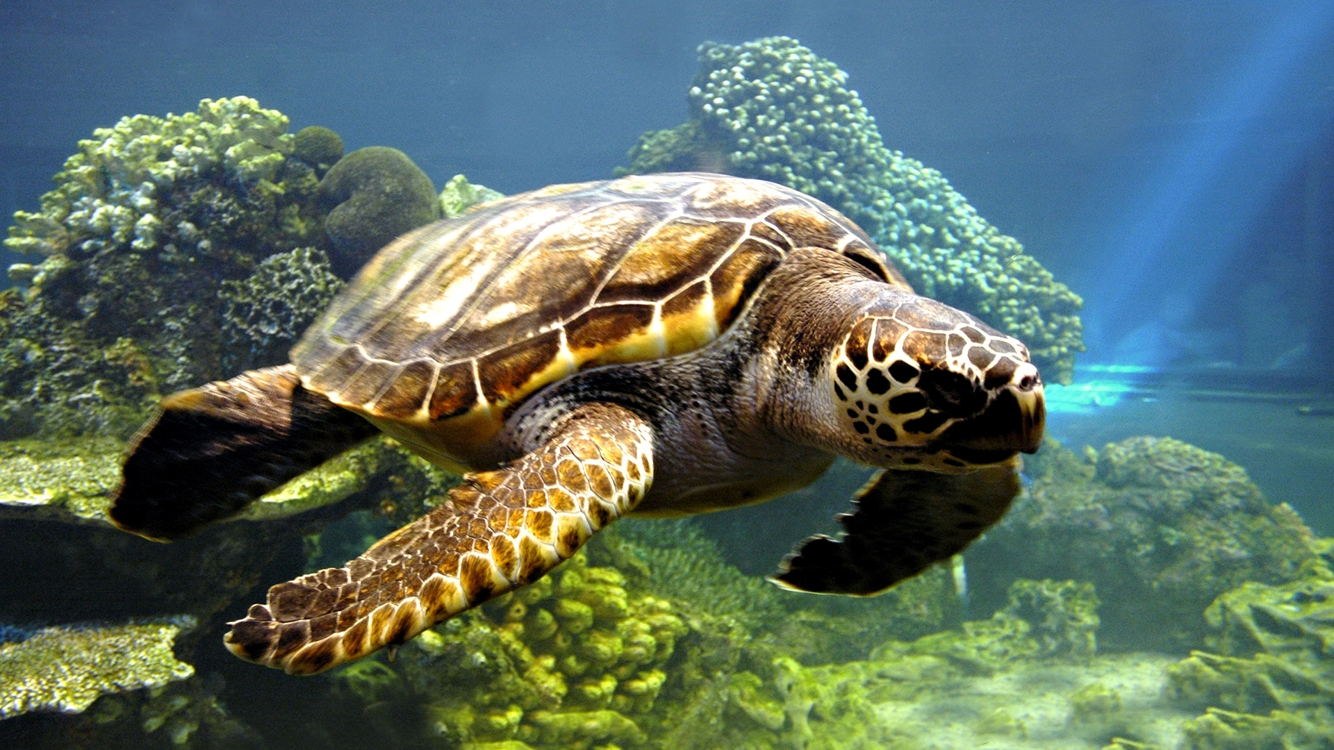 Animal Sea Turtle Underwater 1920x1080