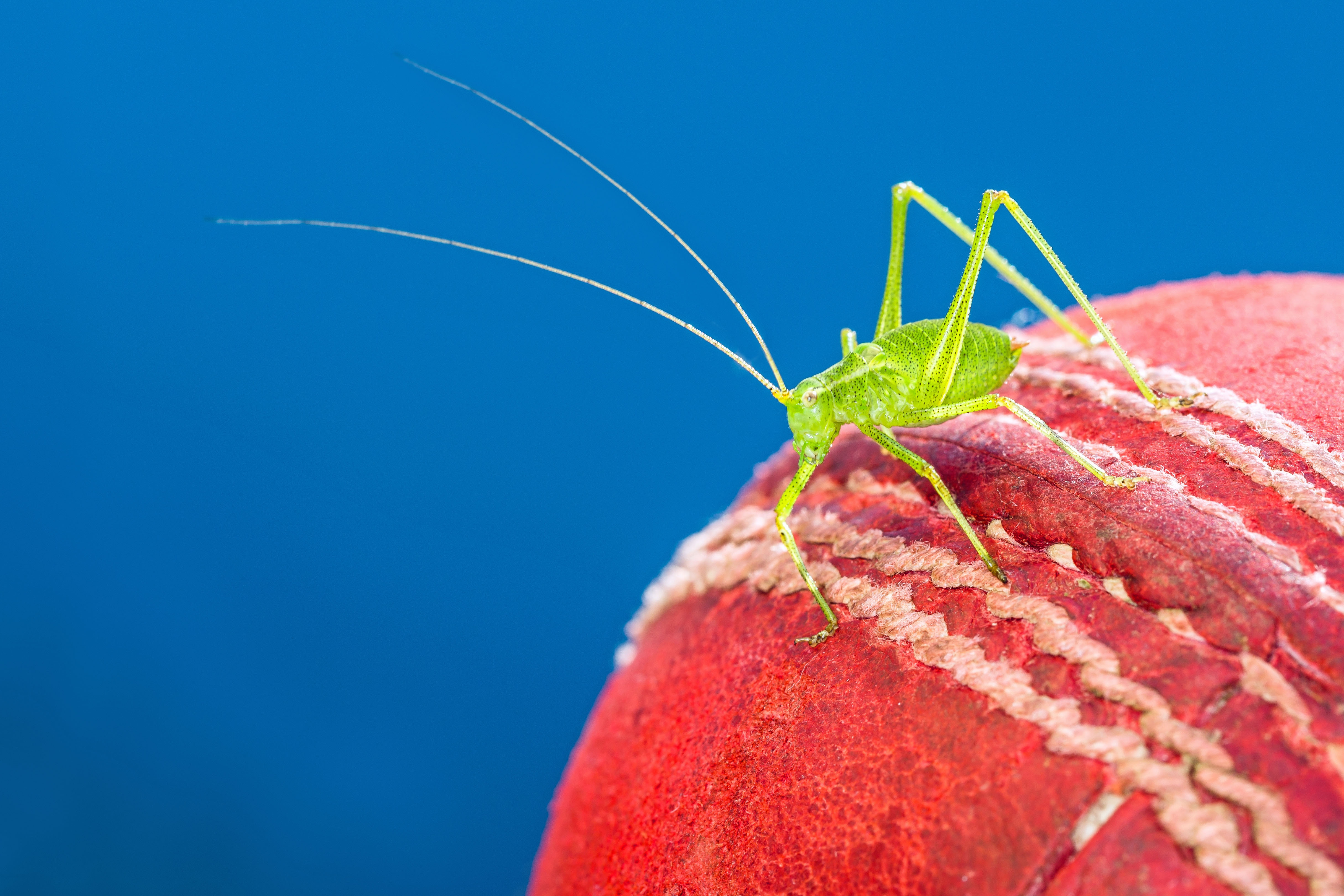 Cricket Macro Insect 4860x3240