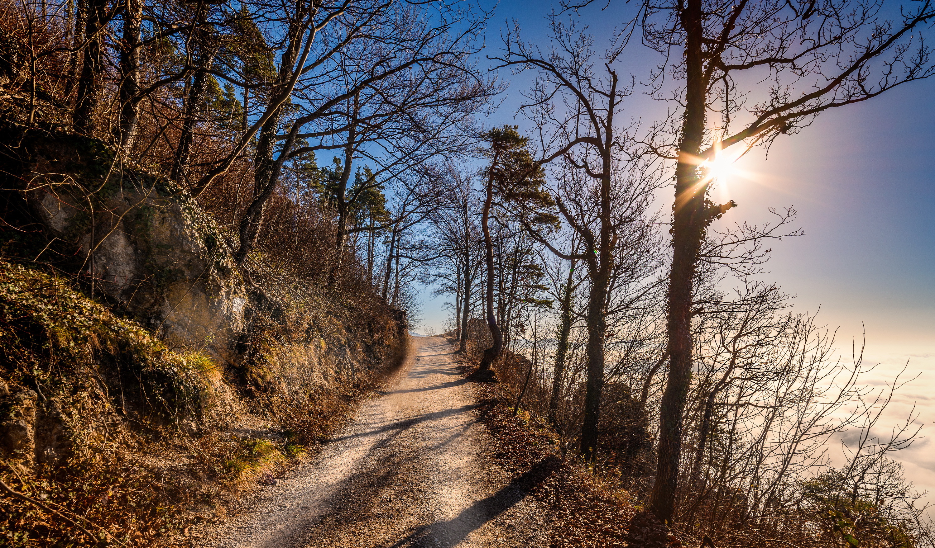 Dirtroad Nature Trees Sunlight 3000x1760