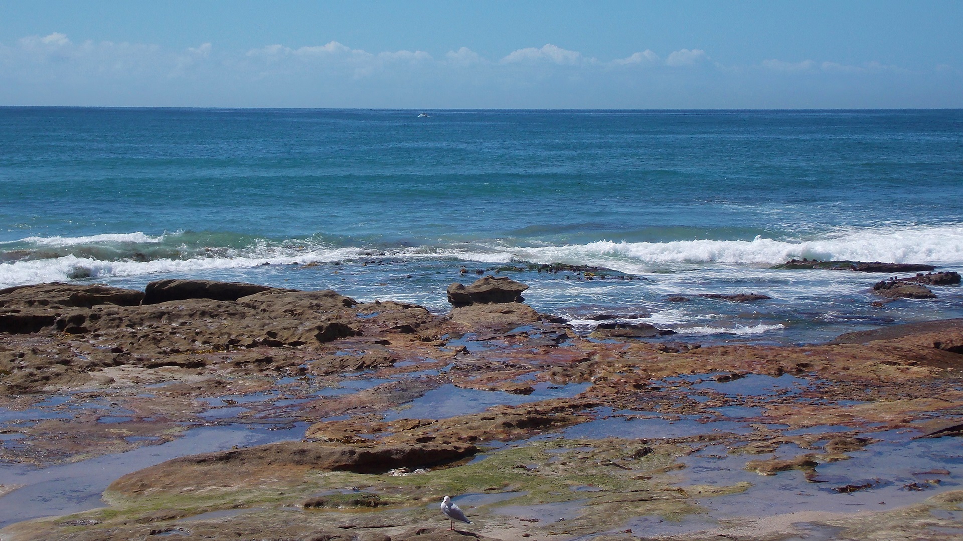Cronulla Beach Sydney Australia Bird Seagull Rock Ocean Wave Photography Coast Horizon Seascape 1920x1080