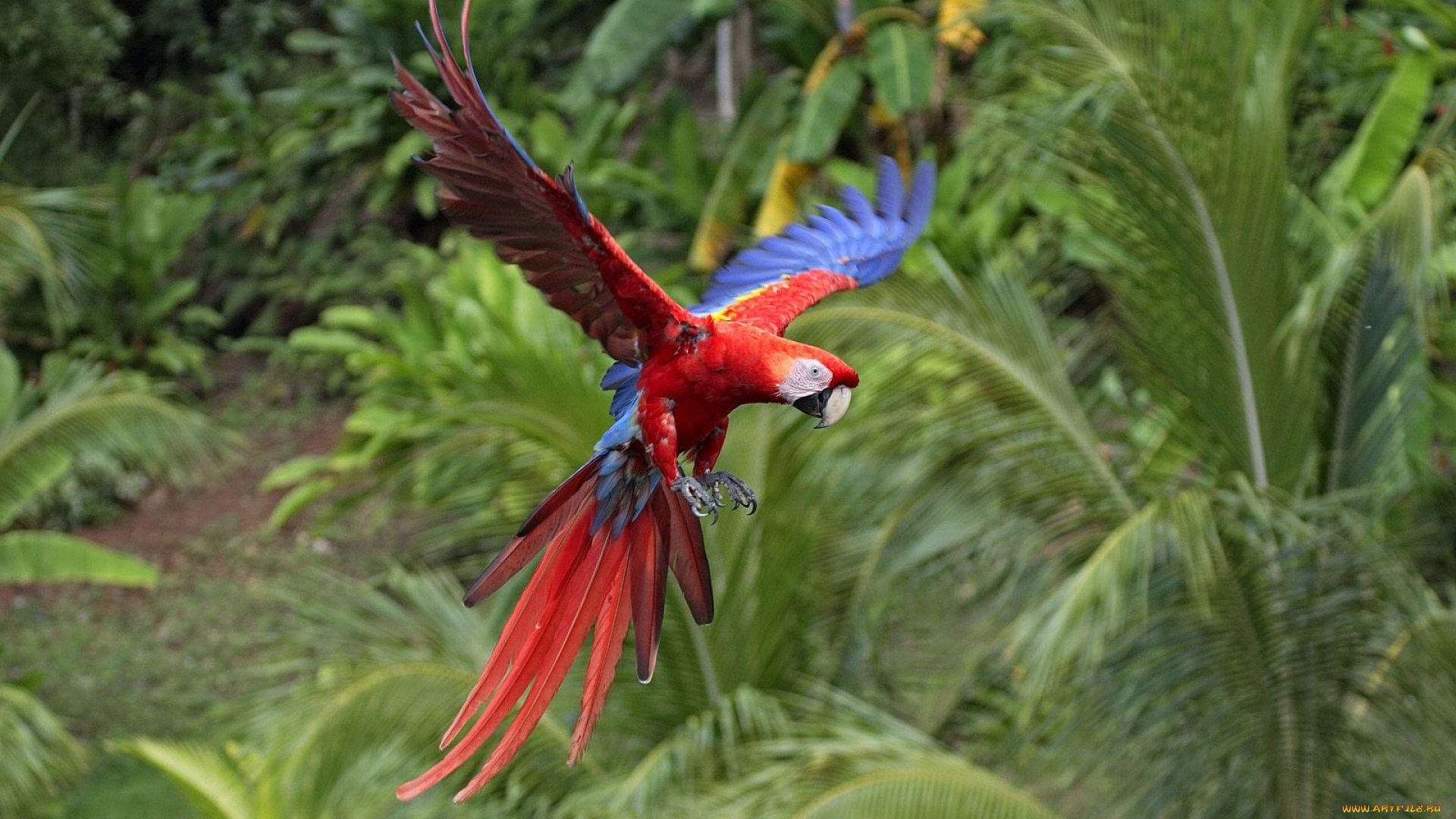 Animal Red And Green Macaw 1920x1080