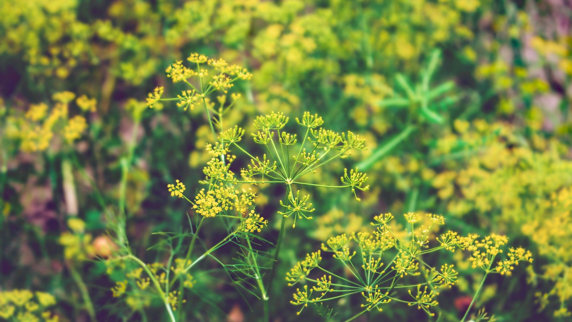 Plants Flowers Yellow Flowers Dill Herb Spices 1920x1080