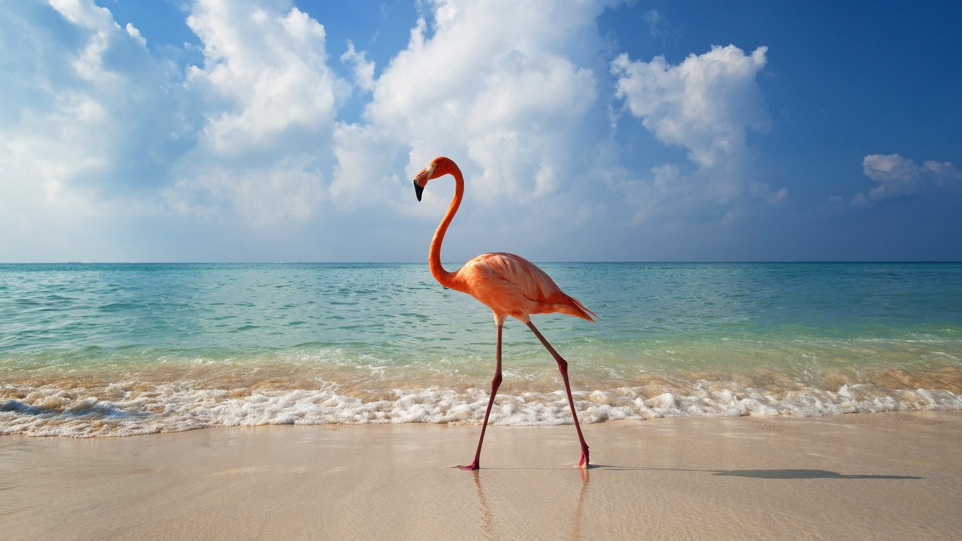 Animals Sea Waves Flamingos Beach Birds Sunlight Sand Horizon Orange Walking Turquoise 1920x1080