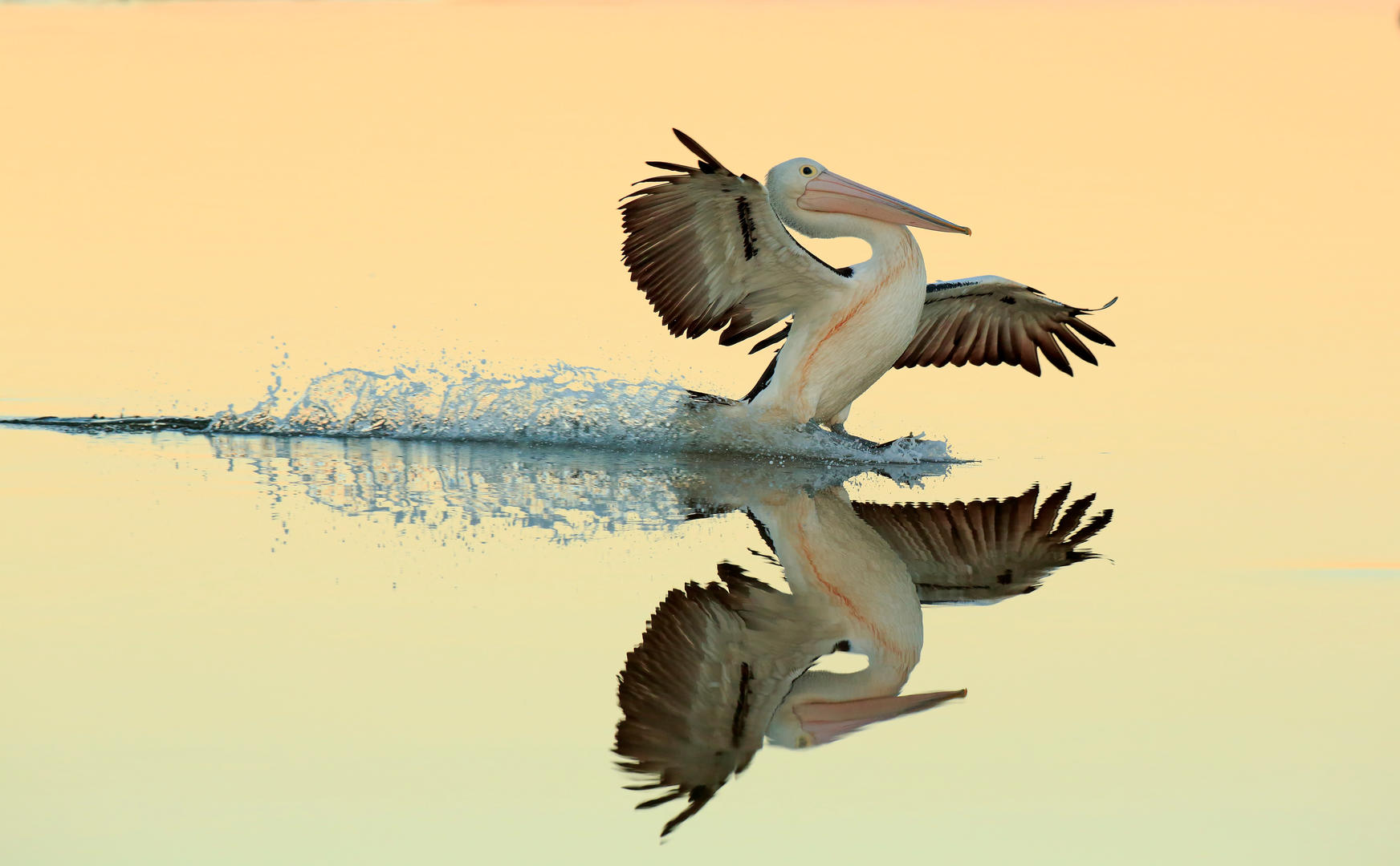 Nature Animals Birds Pelicans Water Reflection Wings Simple Background Landing Feathers 1744x1080