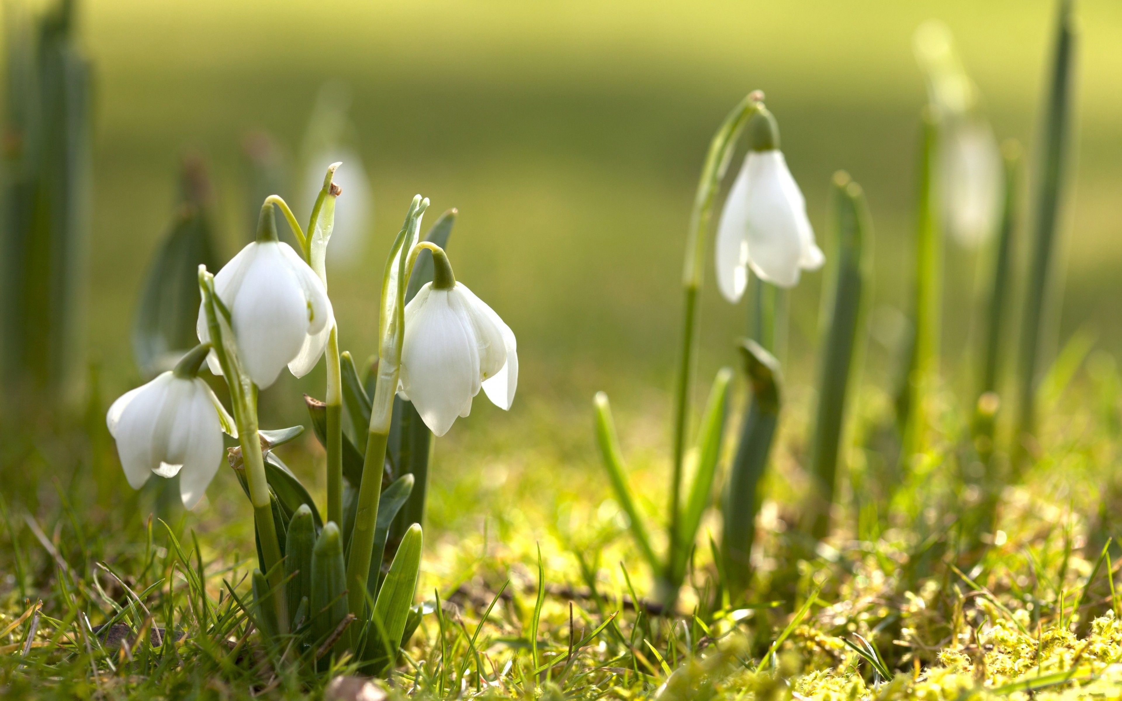 Spring Nature Snowdrops White Flowers 3840x2400
